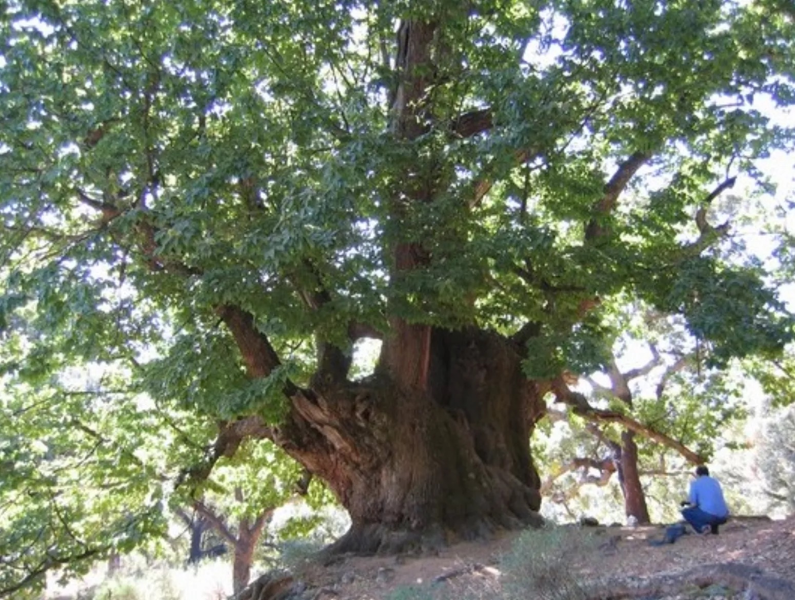 De Majestueuze Oude Kastanjebomen van Andalusië: Castaño Santo in Istán en Castaño Abuelo in het Koperen Bos van Malaga