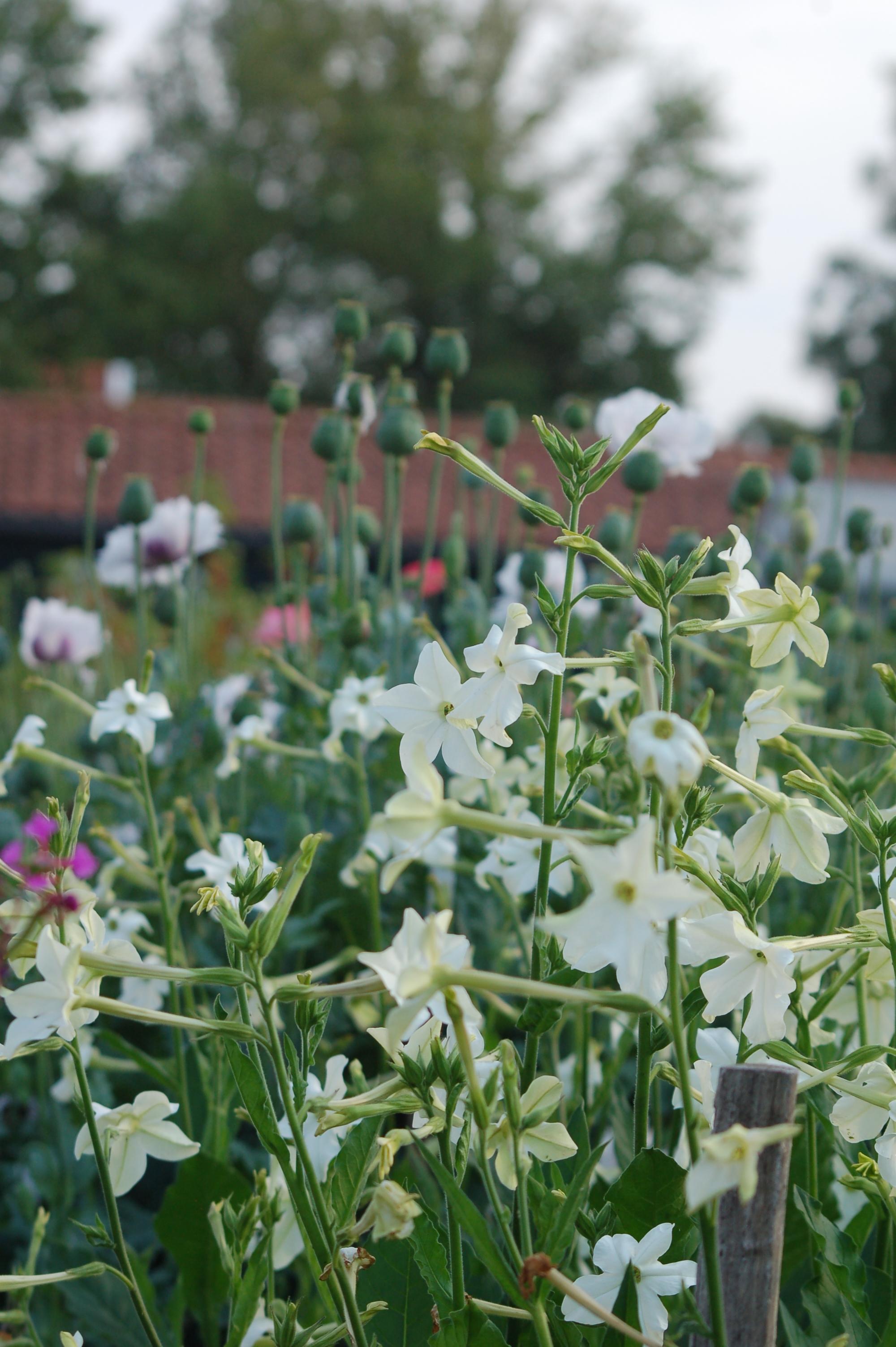 Nicotiana alata 'Grandiflora' - tabaksplant