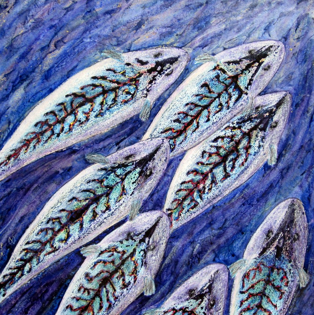 Slade Mackerel. A shoal of mackerel swimming.
