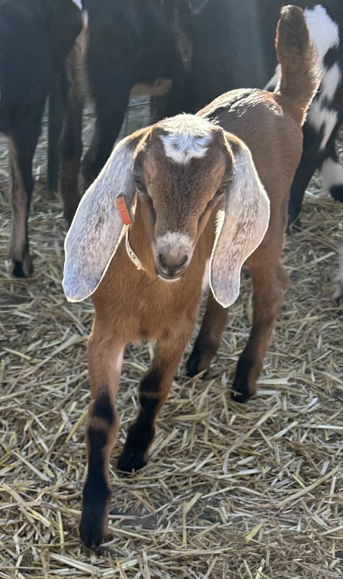 Home Page [drakefamilyfarms.com]