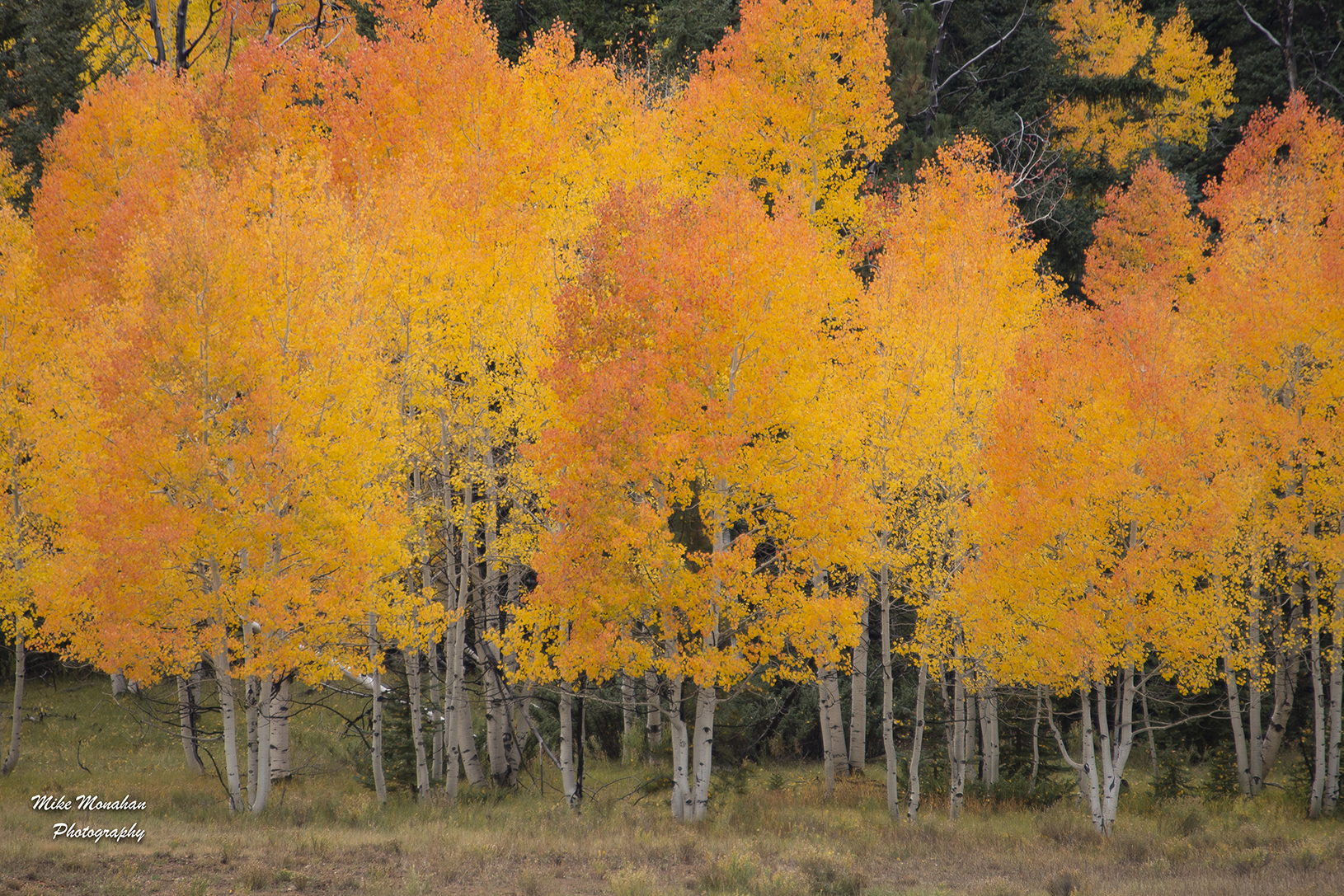 falljpg