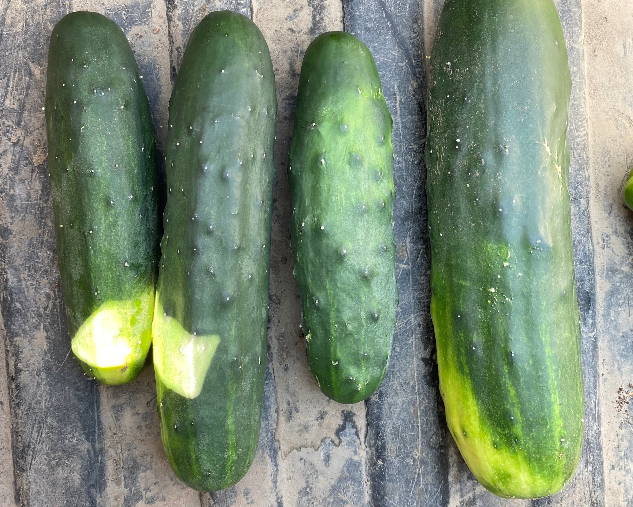 Home Page [clearcreekorganicfarms.com]