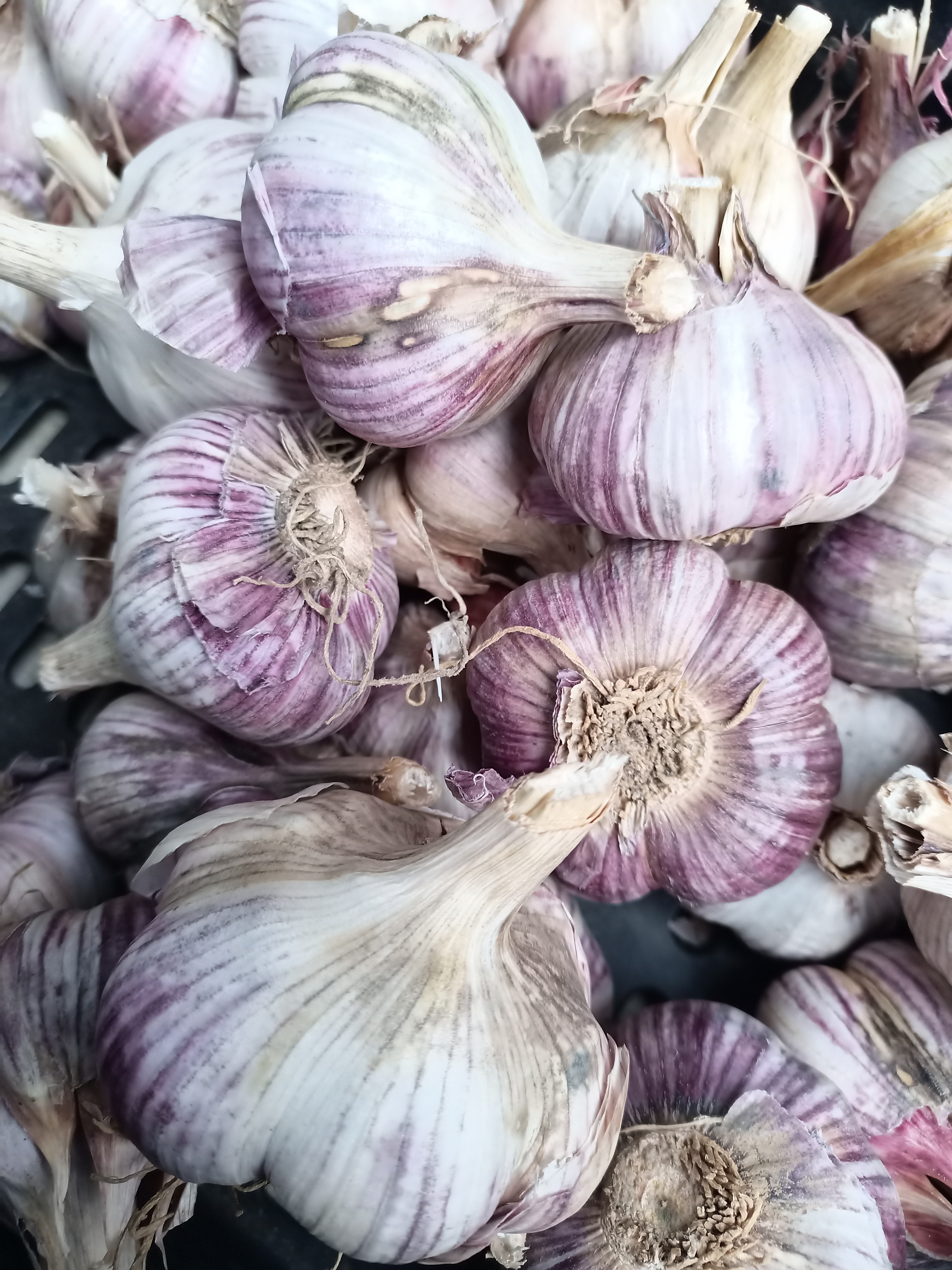 Planting Garlic - Red Czech hardneck garlic