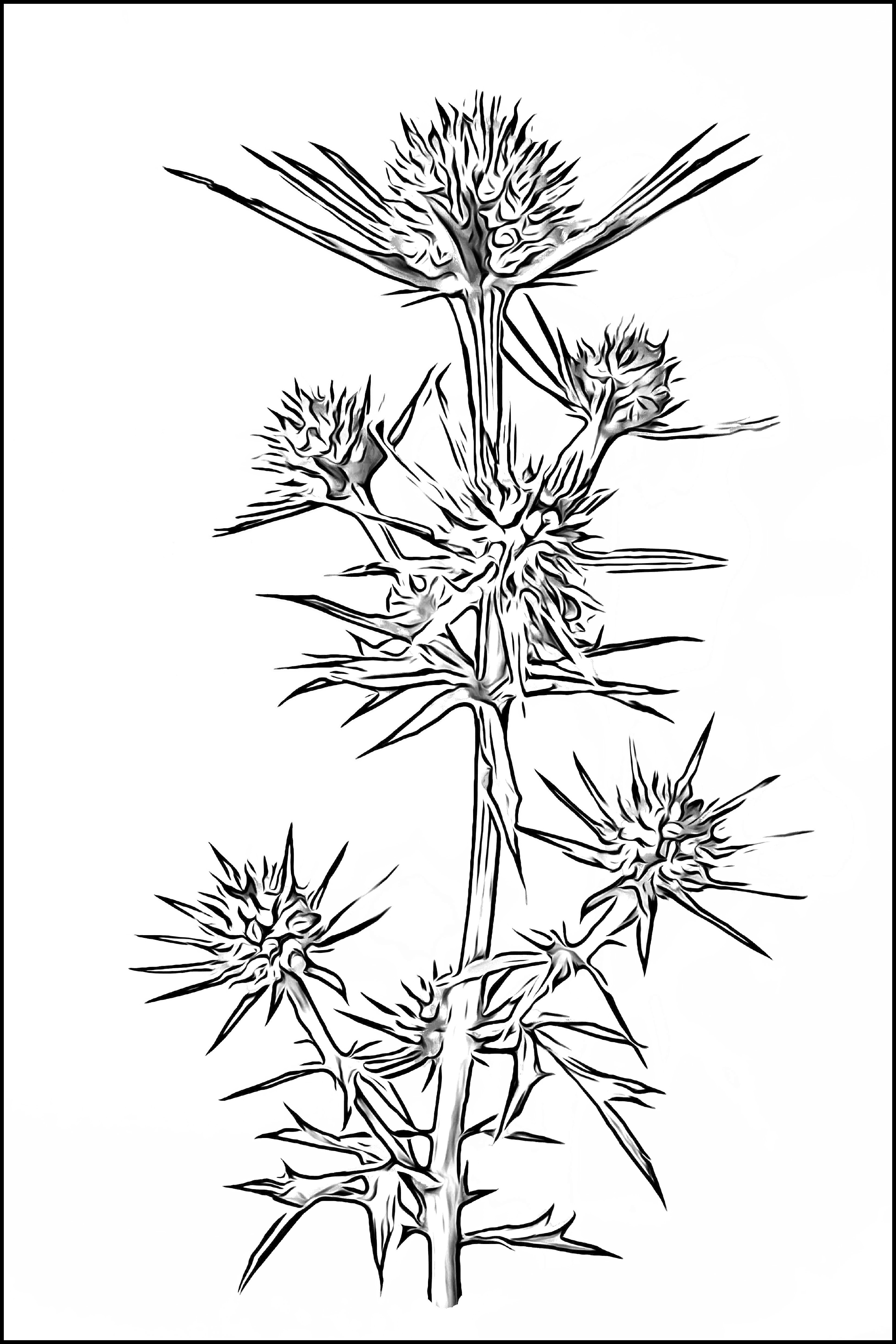 Sea Holly