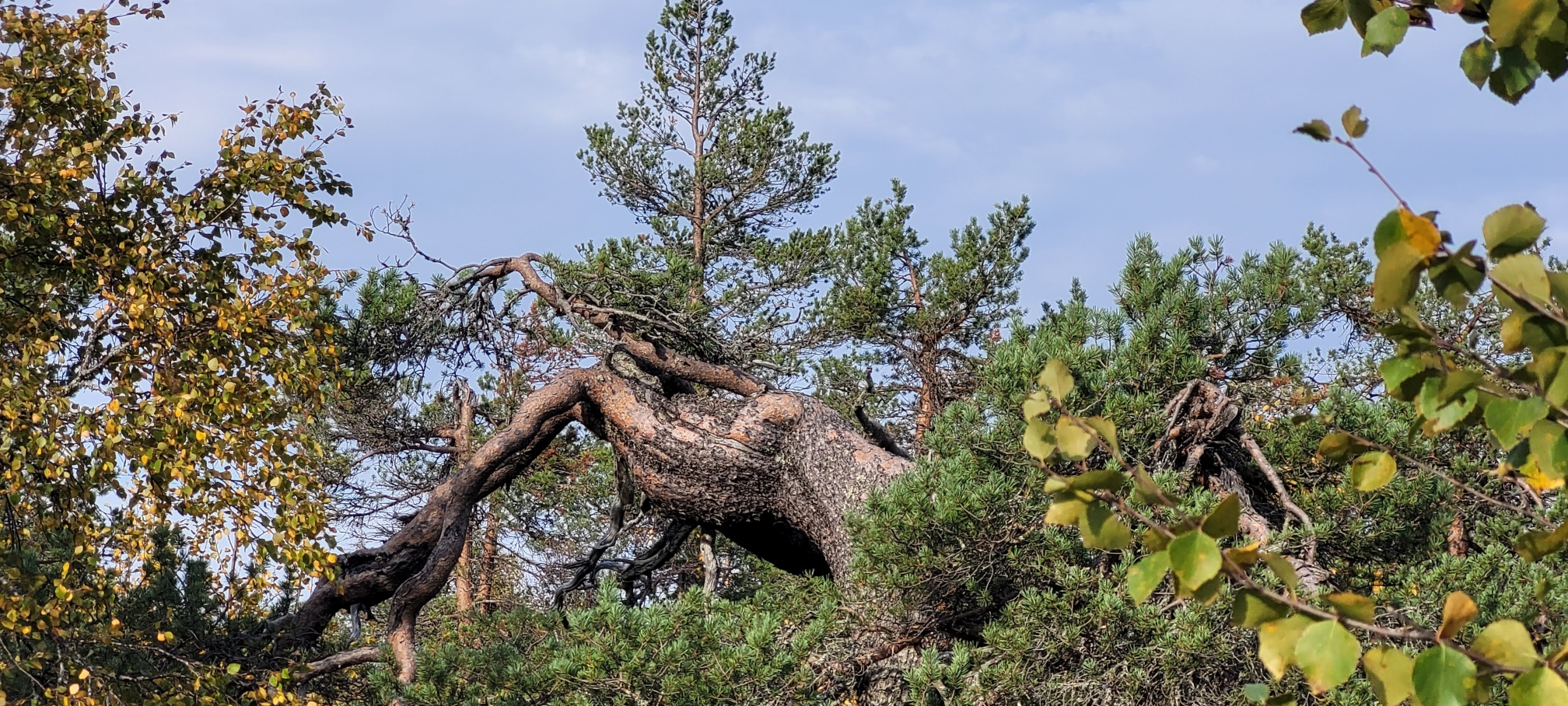 Finnland, das Land der Froschbäume und Trollheime