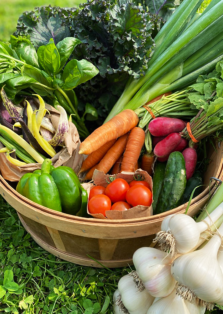 A wood basket filled with a colourful variety of organic vegetables including carrots, cucumbers,  garlic, basil, and kale.