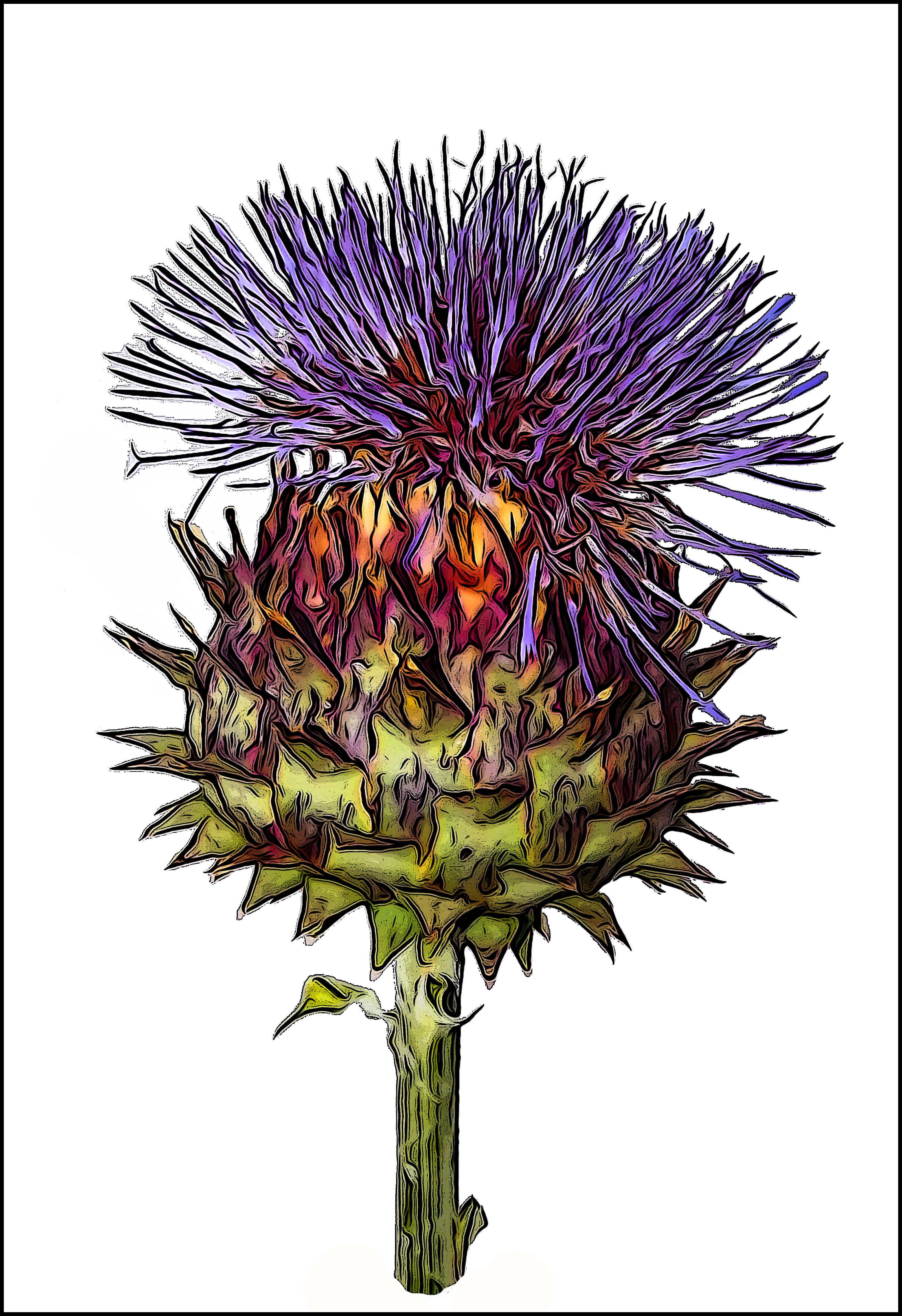 Cardoon