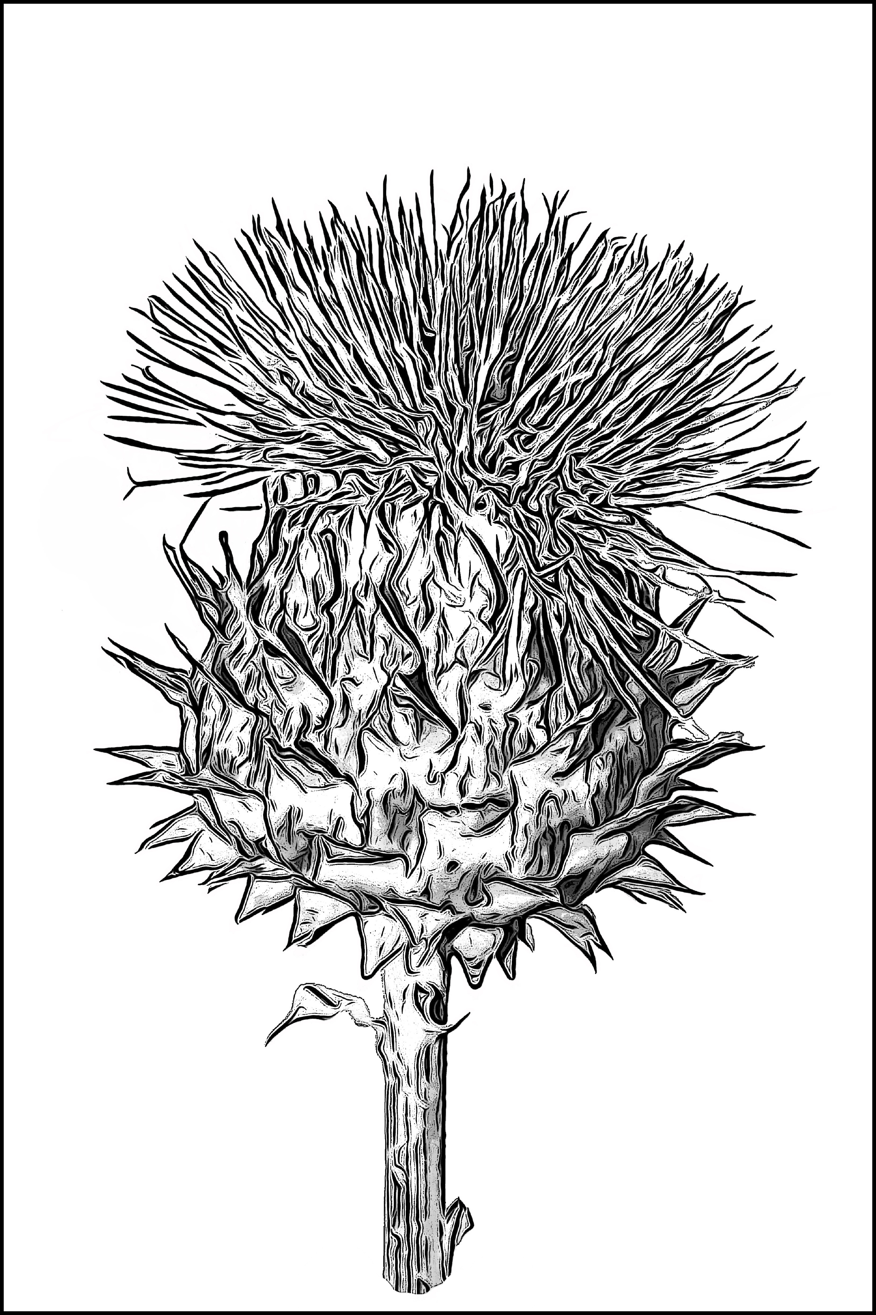 Cardoon