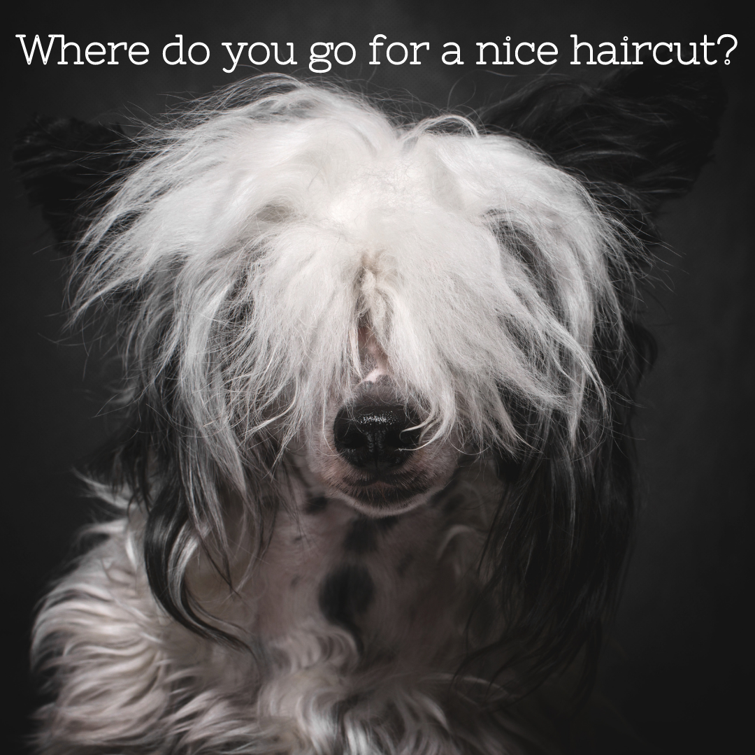 Where do you go for a nice haircut_png