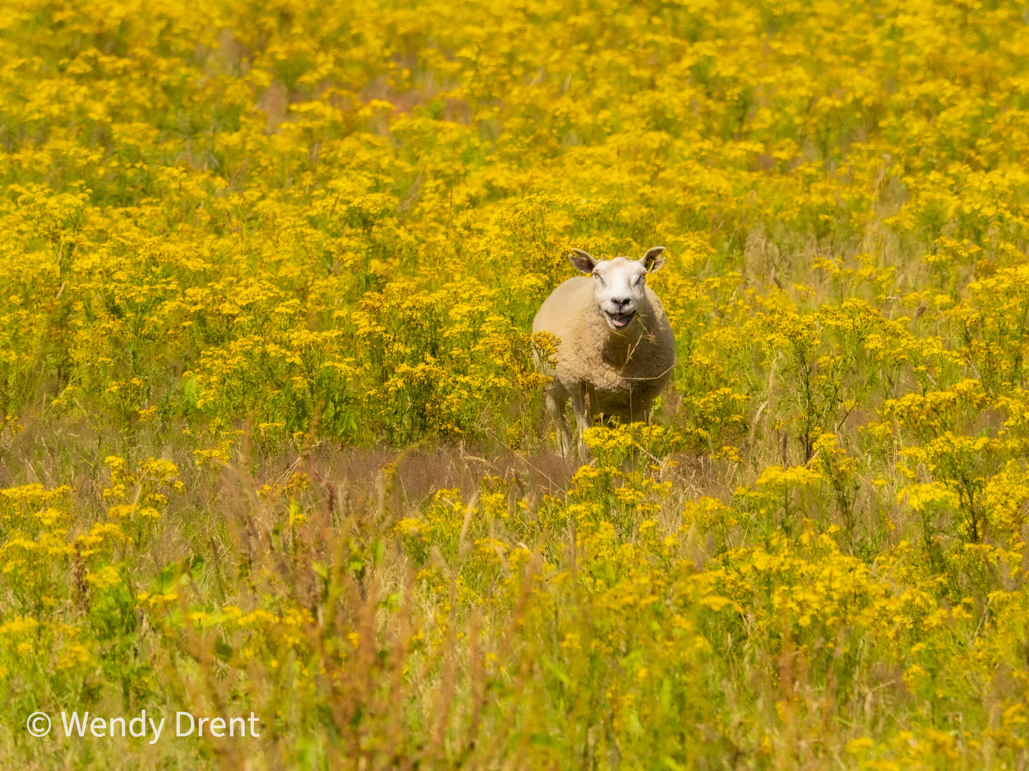 sheep, wendy drent, smiling, happy face, yellow flowers, spring, summer, nature, mammals, schaap, voorjaar, vrolijk, natuurfotografie