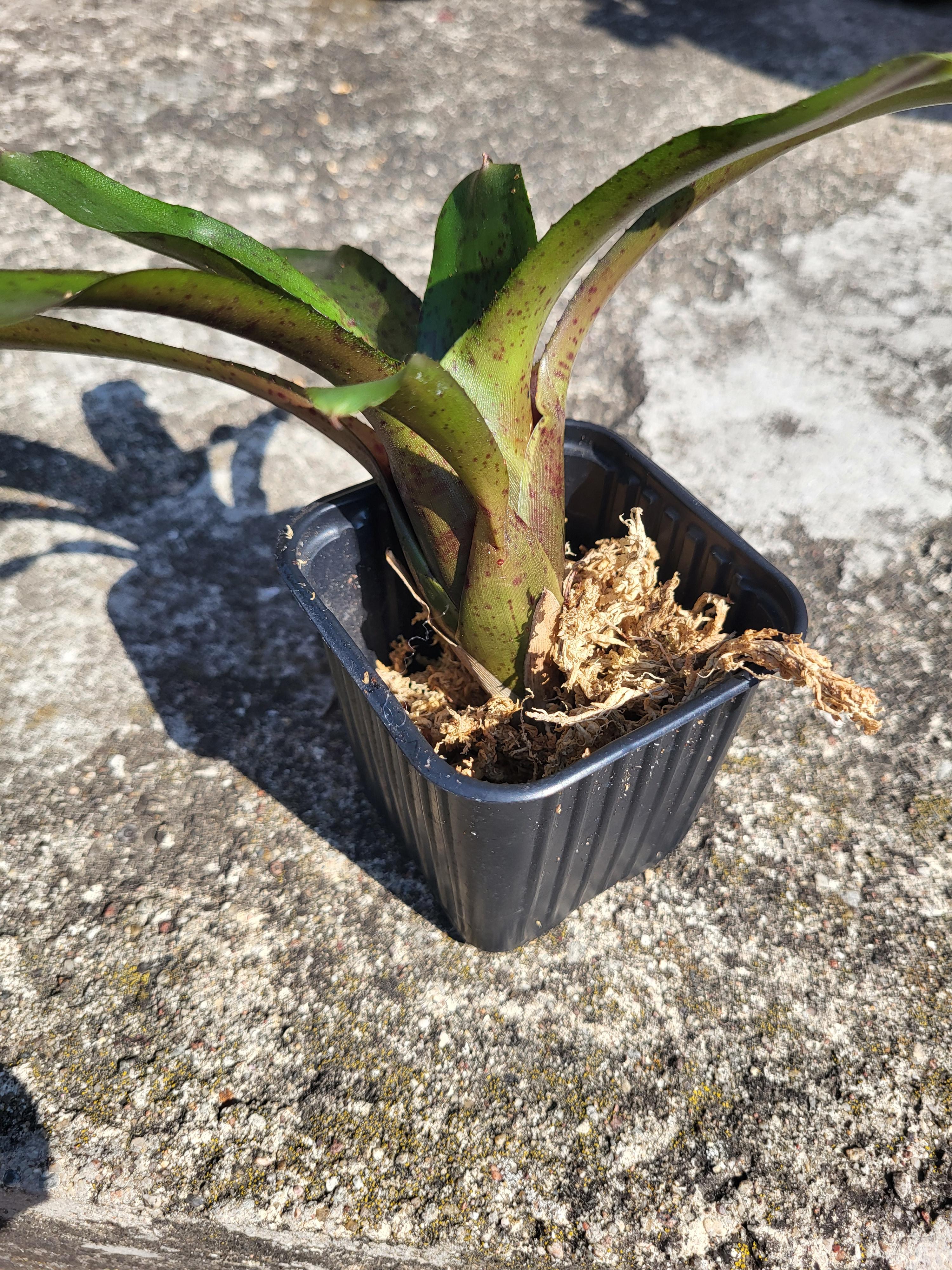 Neoregelia Amazon spotted