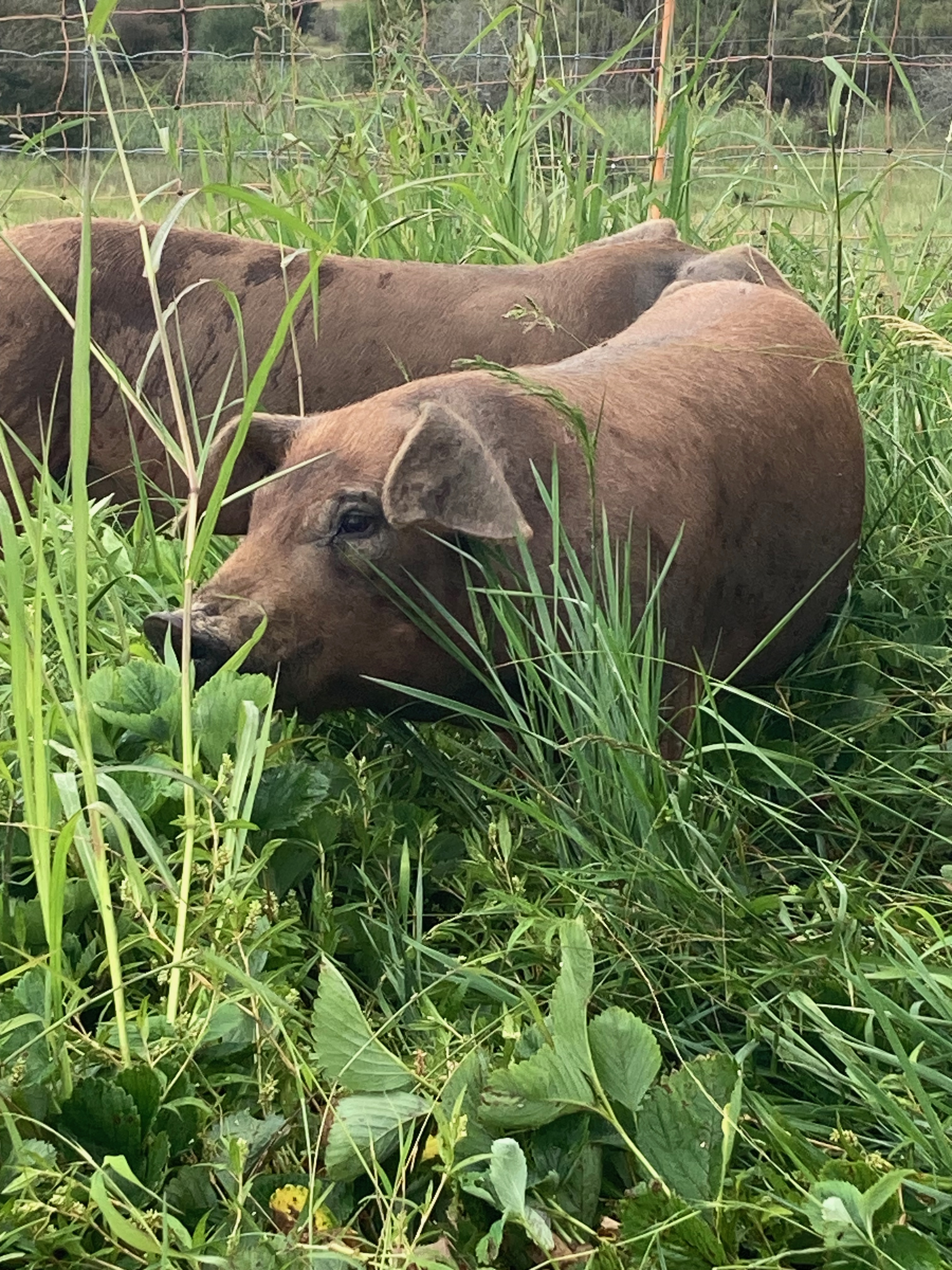 Pasture Raised Pigs Pork