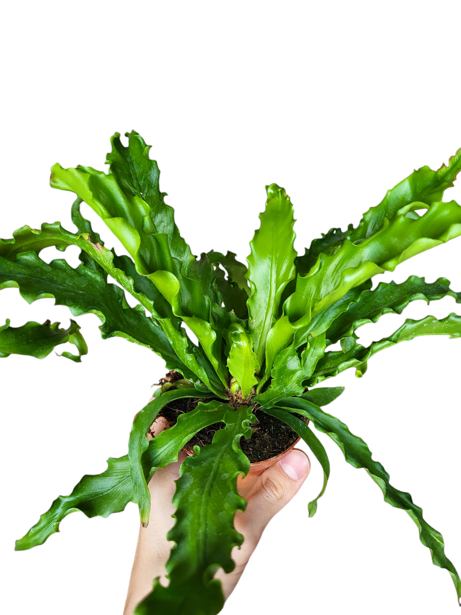 asplenium osaka