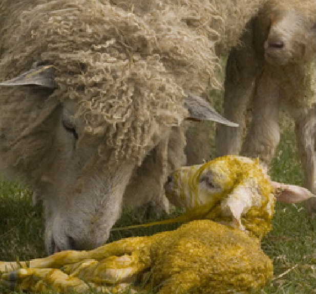 A ewe and her newborn lamb