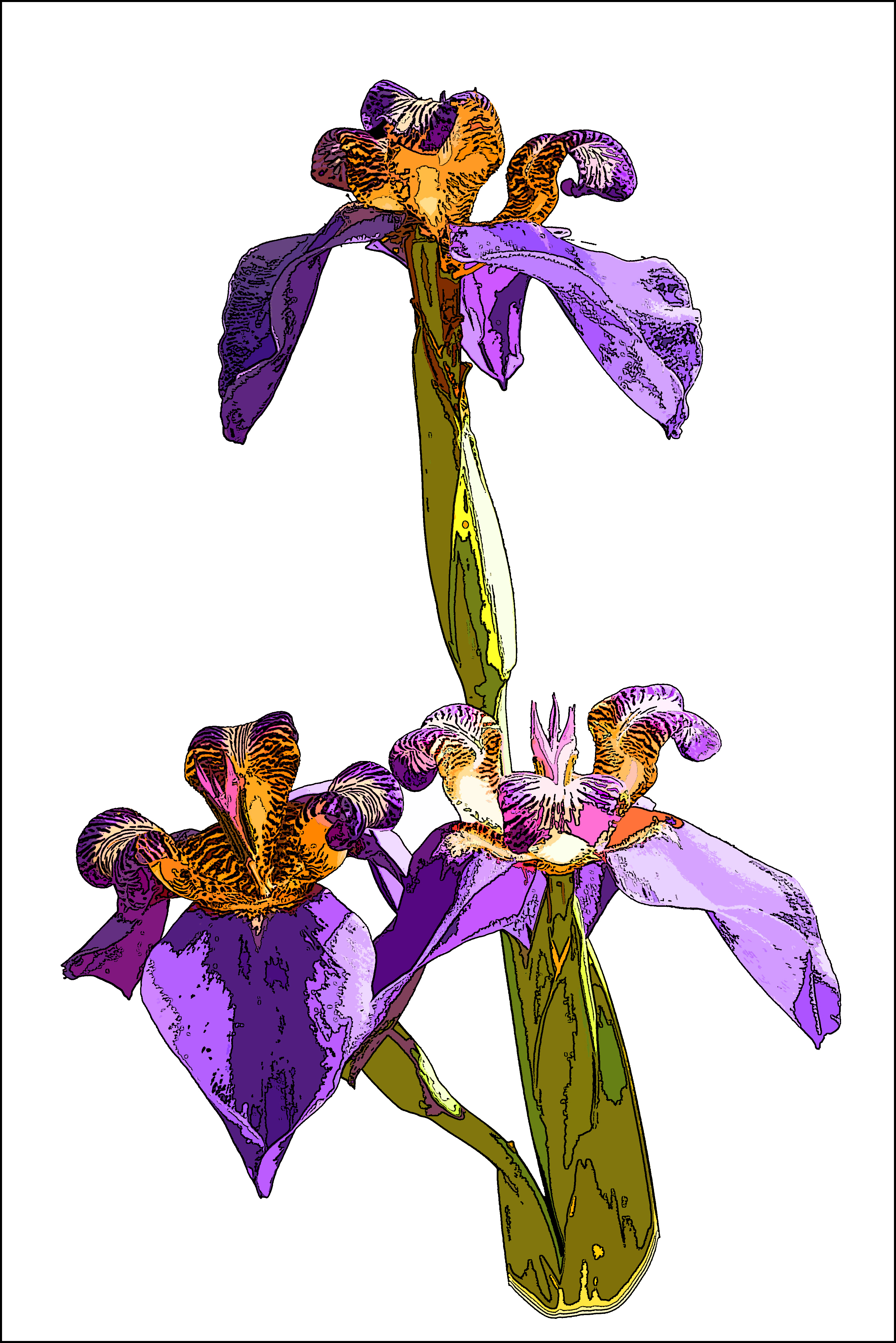 Iris