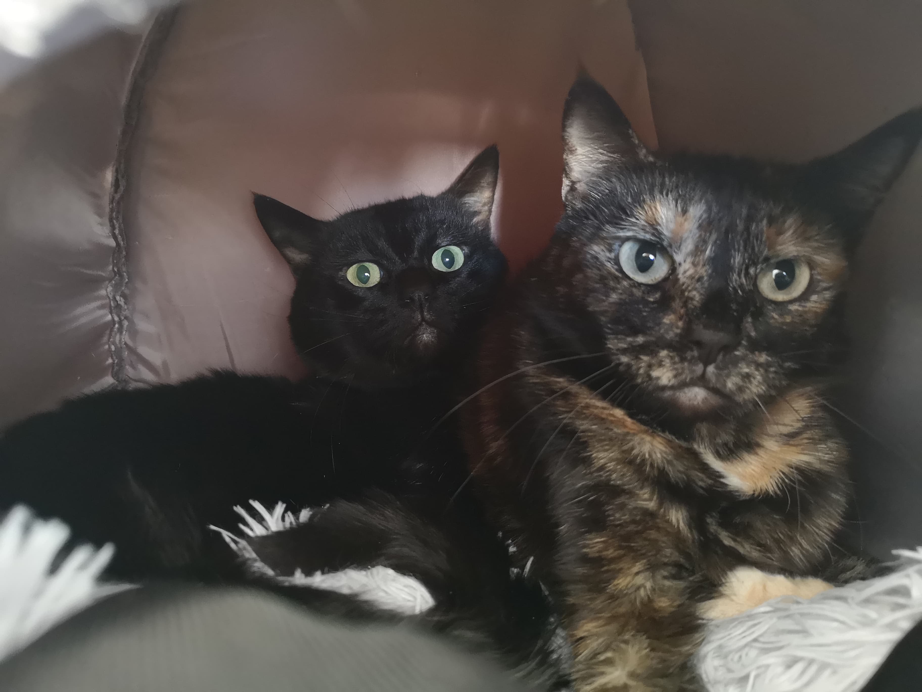 RSPCA Worcester Cats Animal Welfare Animal Cruelty Animal Charity