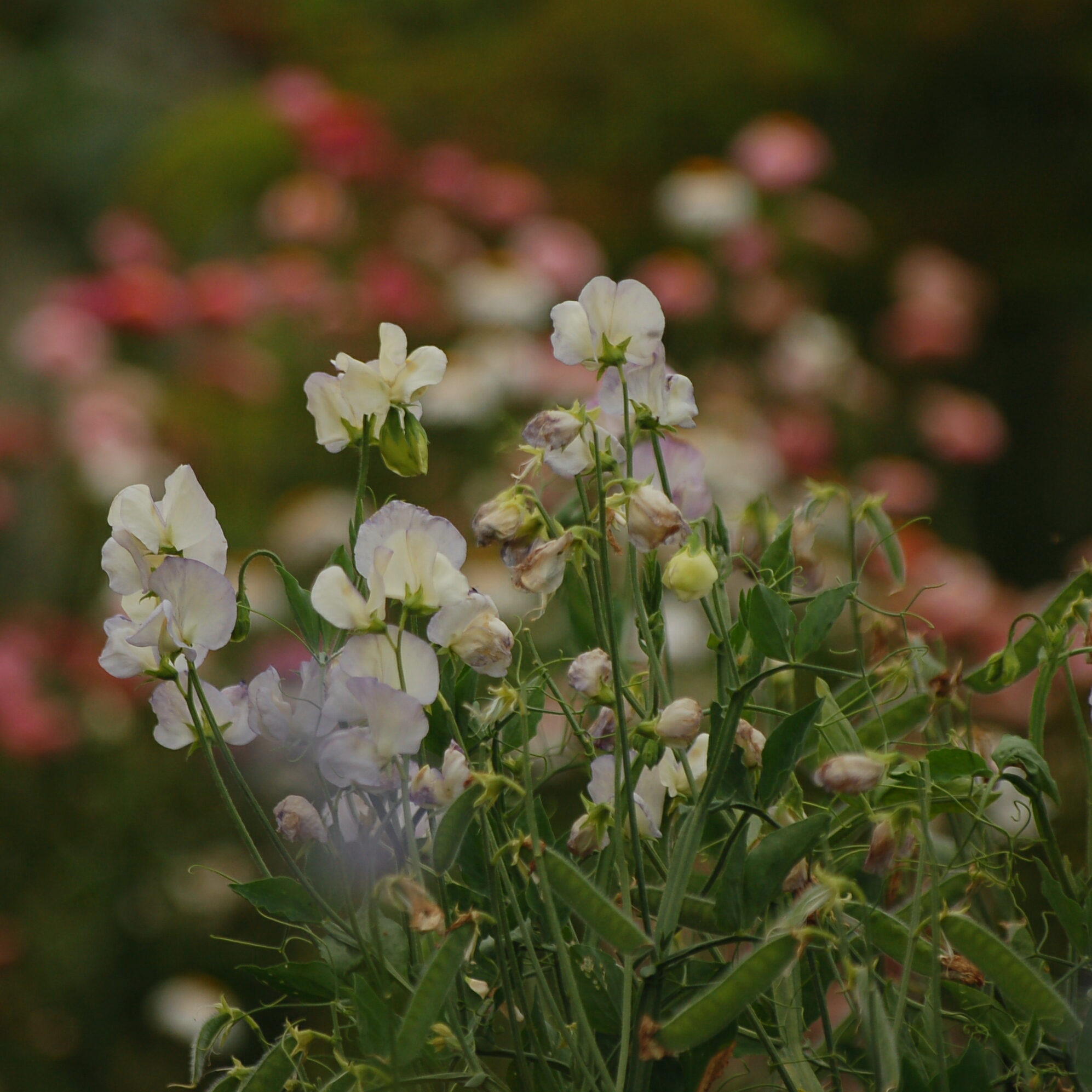 Lathyrus odoratus 'Spencer Old Times' - siererwt NIEUW