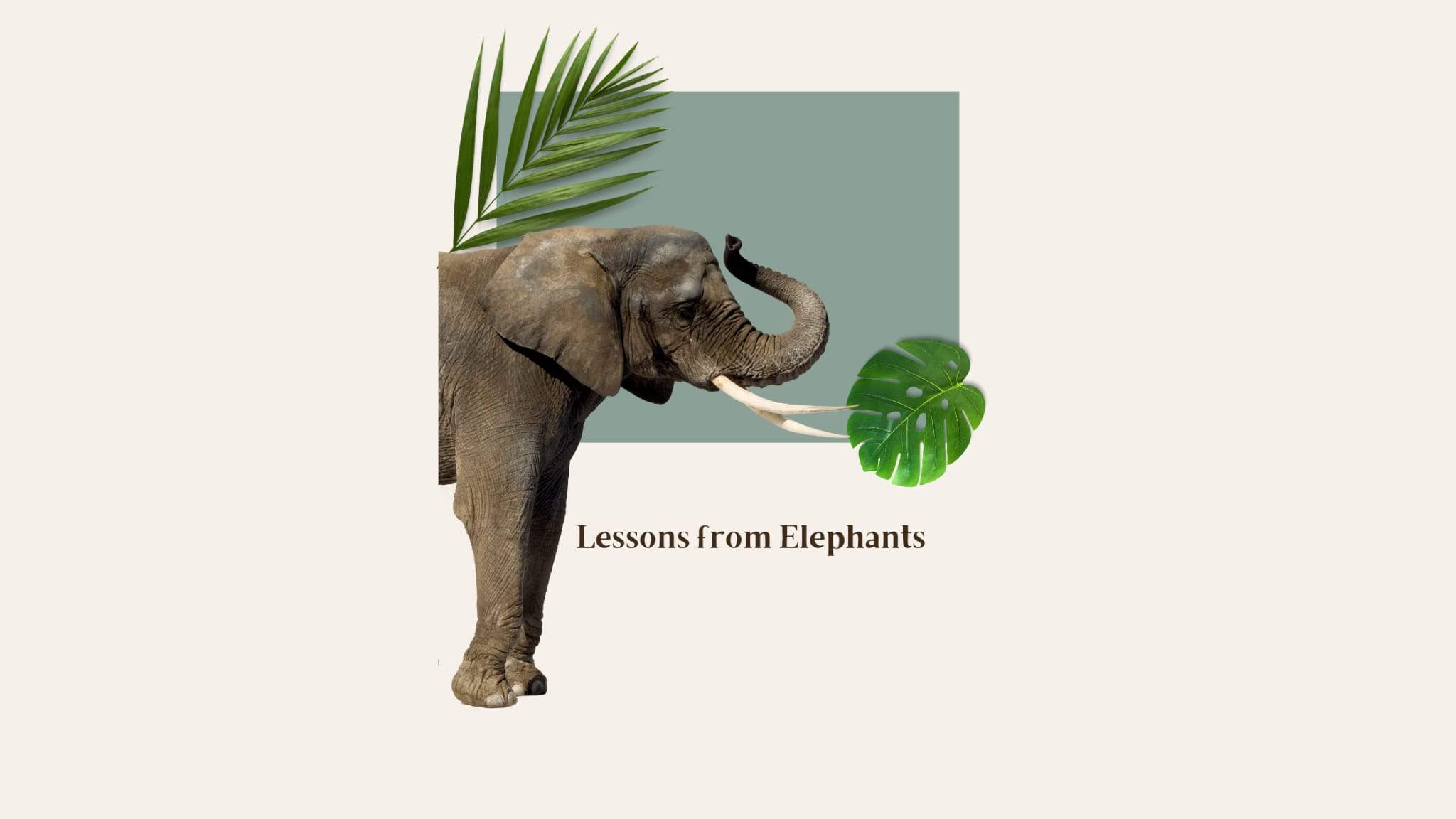 Lessons From Elephants