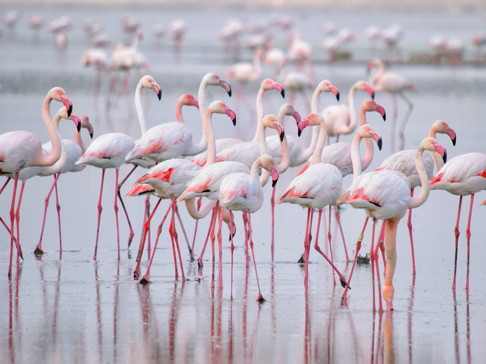 Verken de Wonderen van Fuente de Piedra Lake: Een Toevluchtsoord voor Flamingo's en Vogelliefhebbers