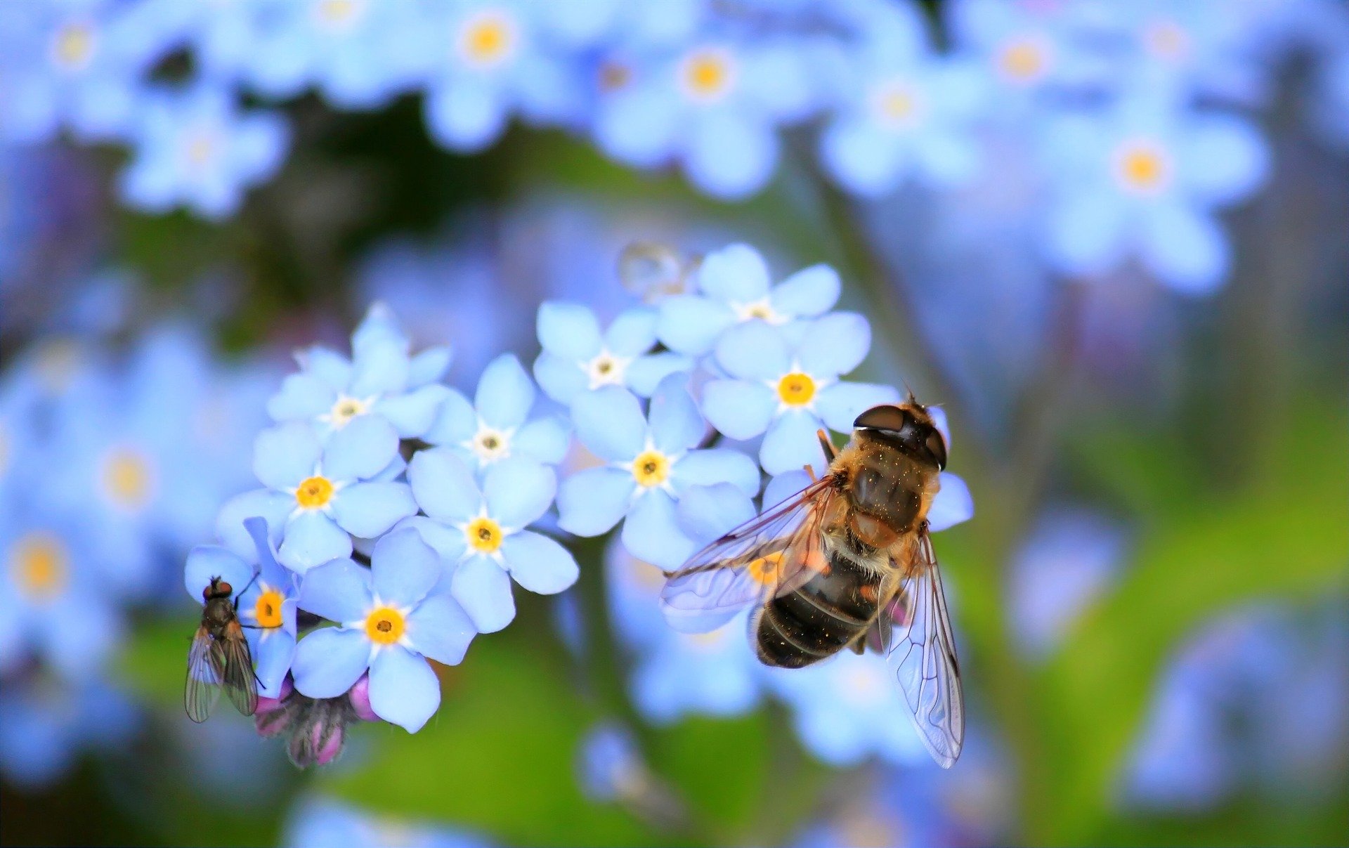 Helping our Pollinators