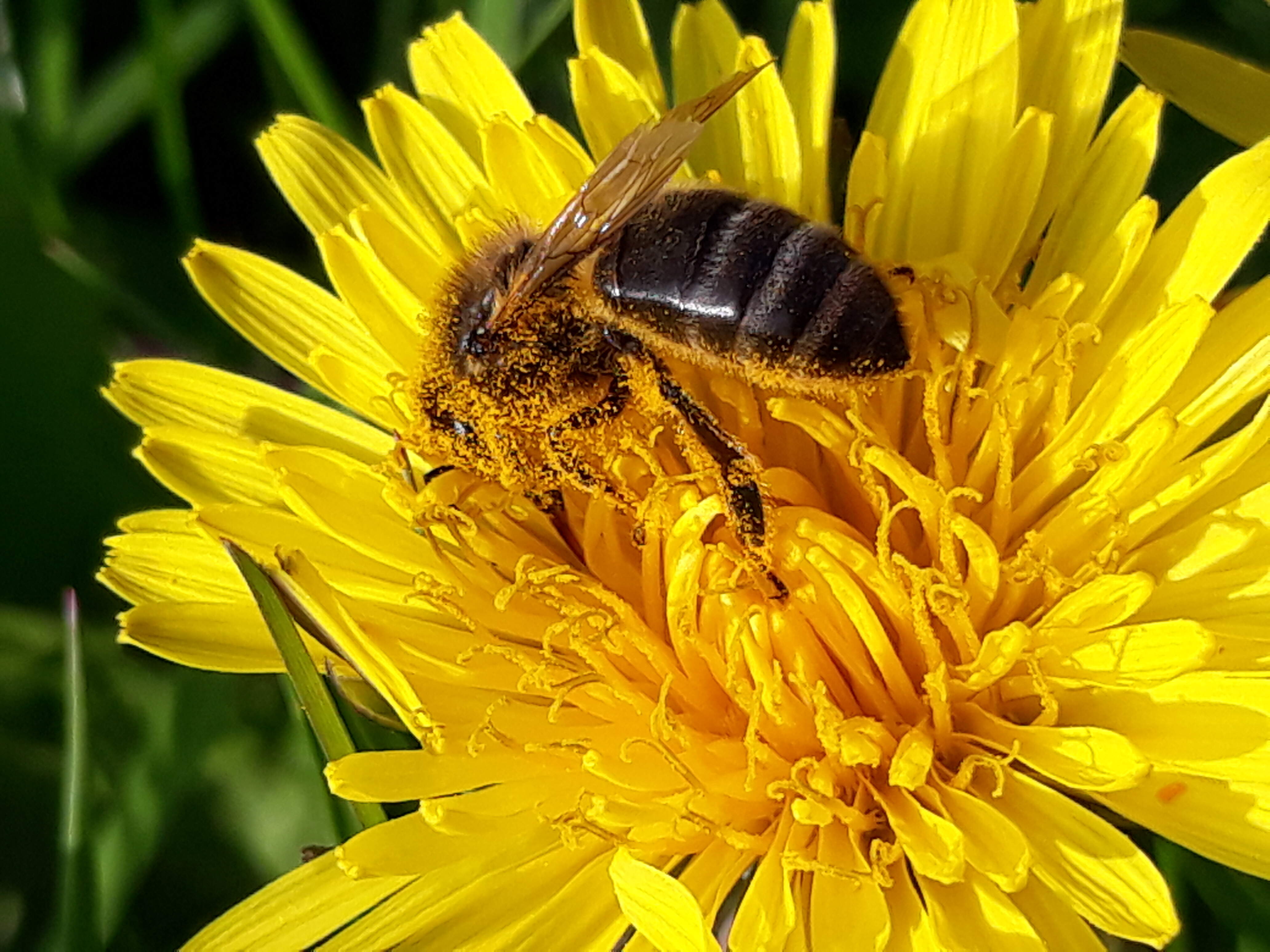 dandelion are a prime source of pollen and nectar for many insects