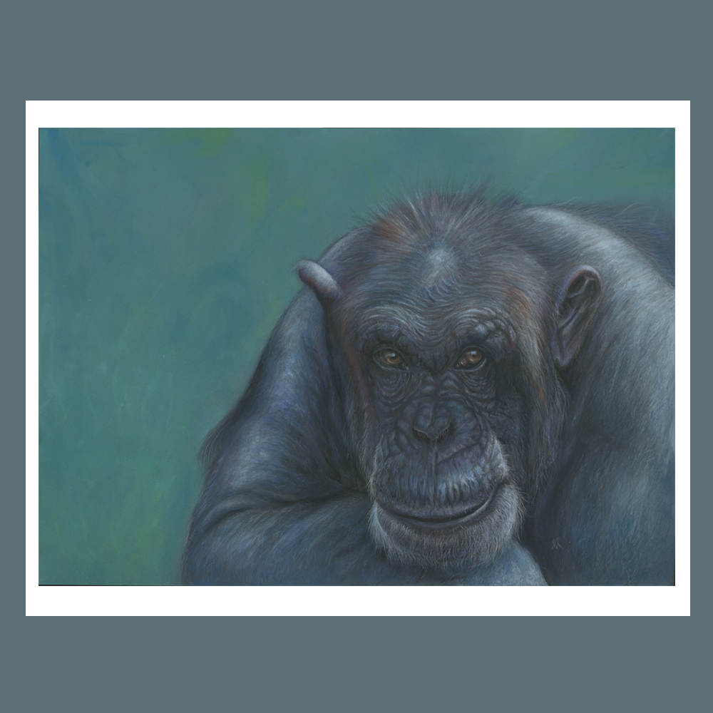 Catcud_pet portraits_chimpanzie_Catherina