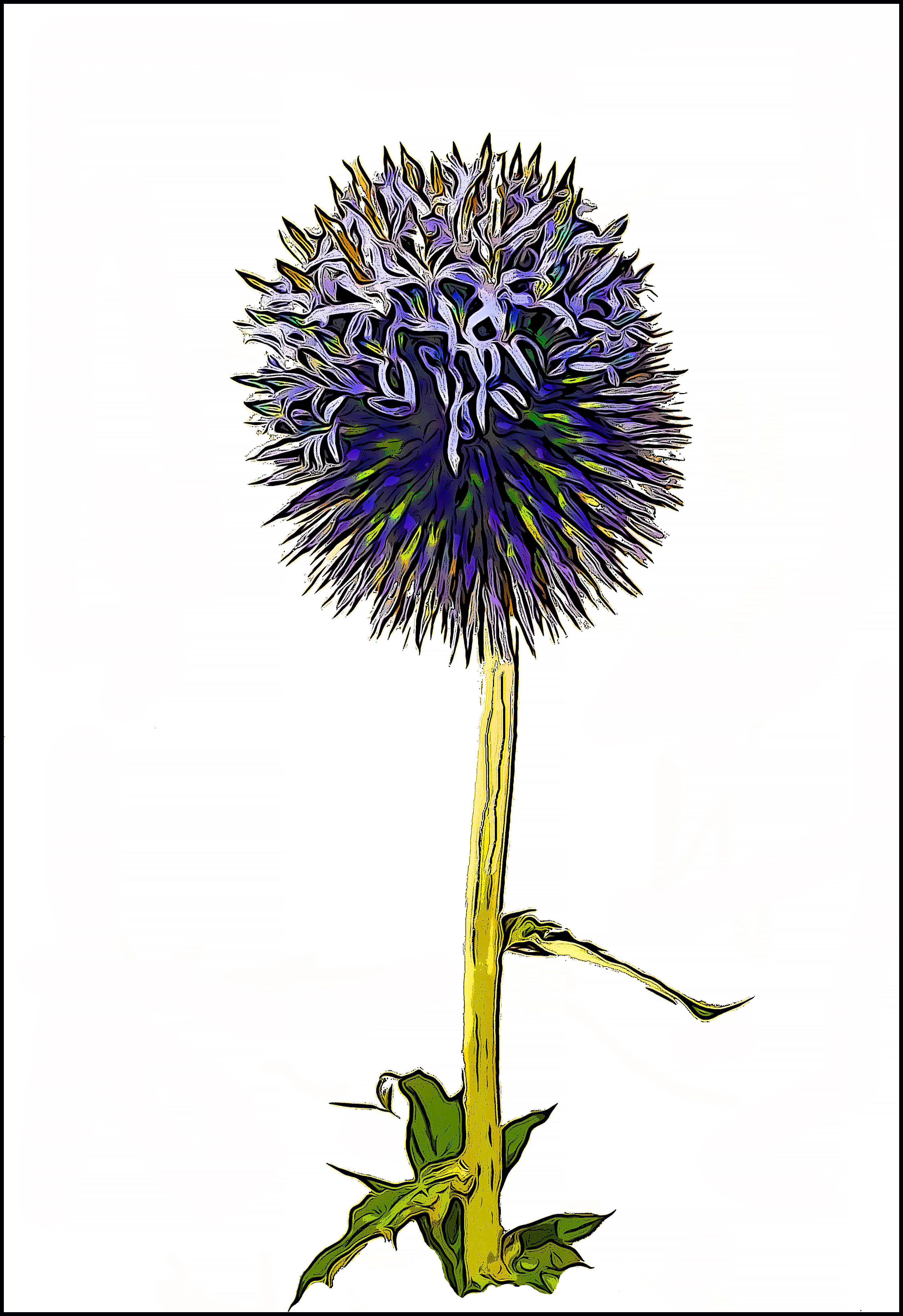 Globe Thistle,