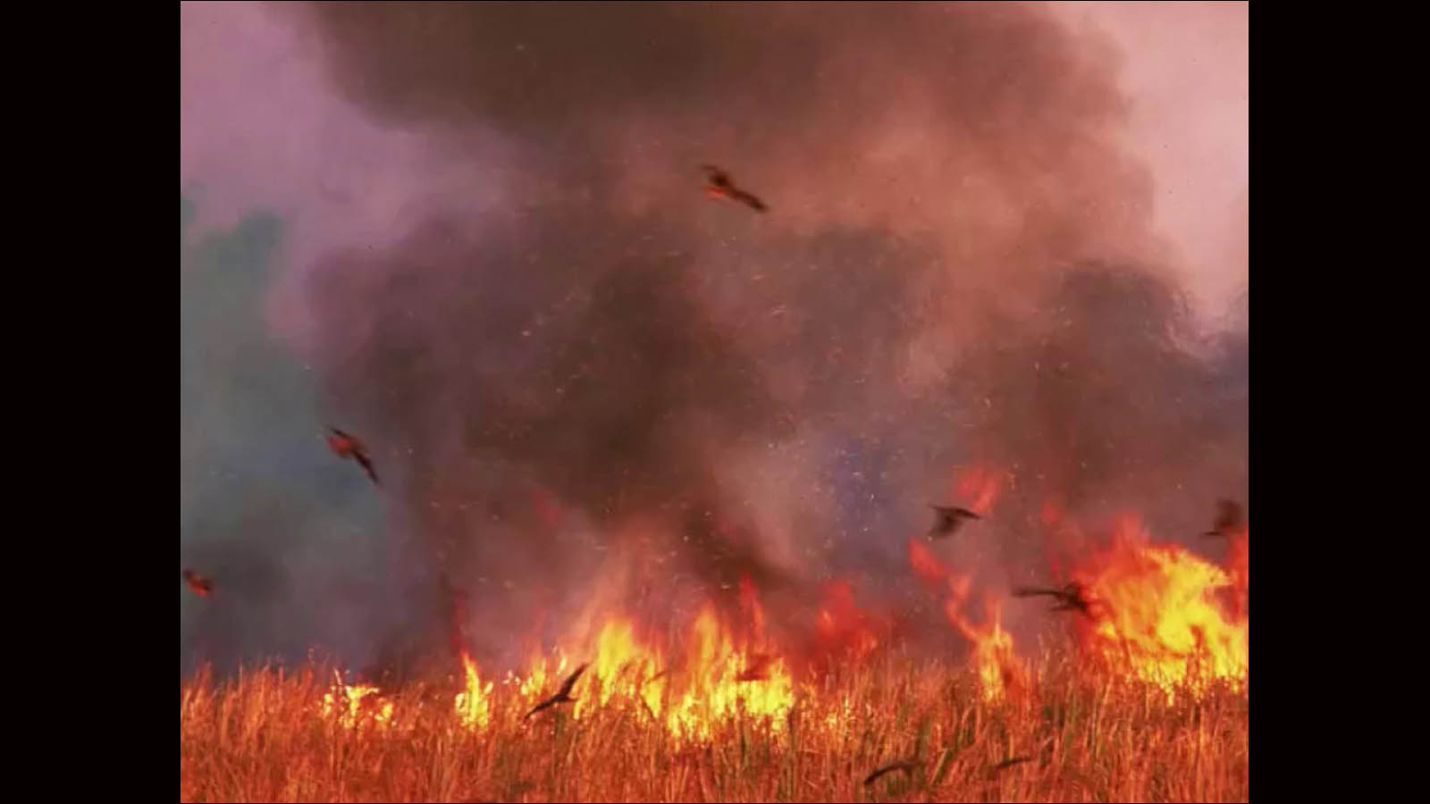 Severe Wildfires in Wyoming Last Year Killed Massive Numbers of Birds