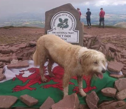 Welsh Wonder Dog Shows Anything's Pawsible