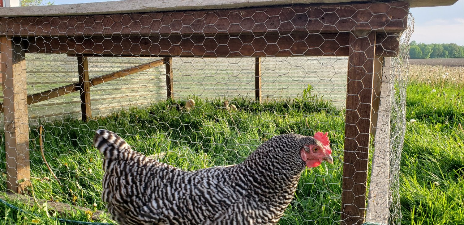 Should you get chickens in 2023?