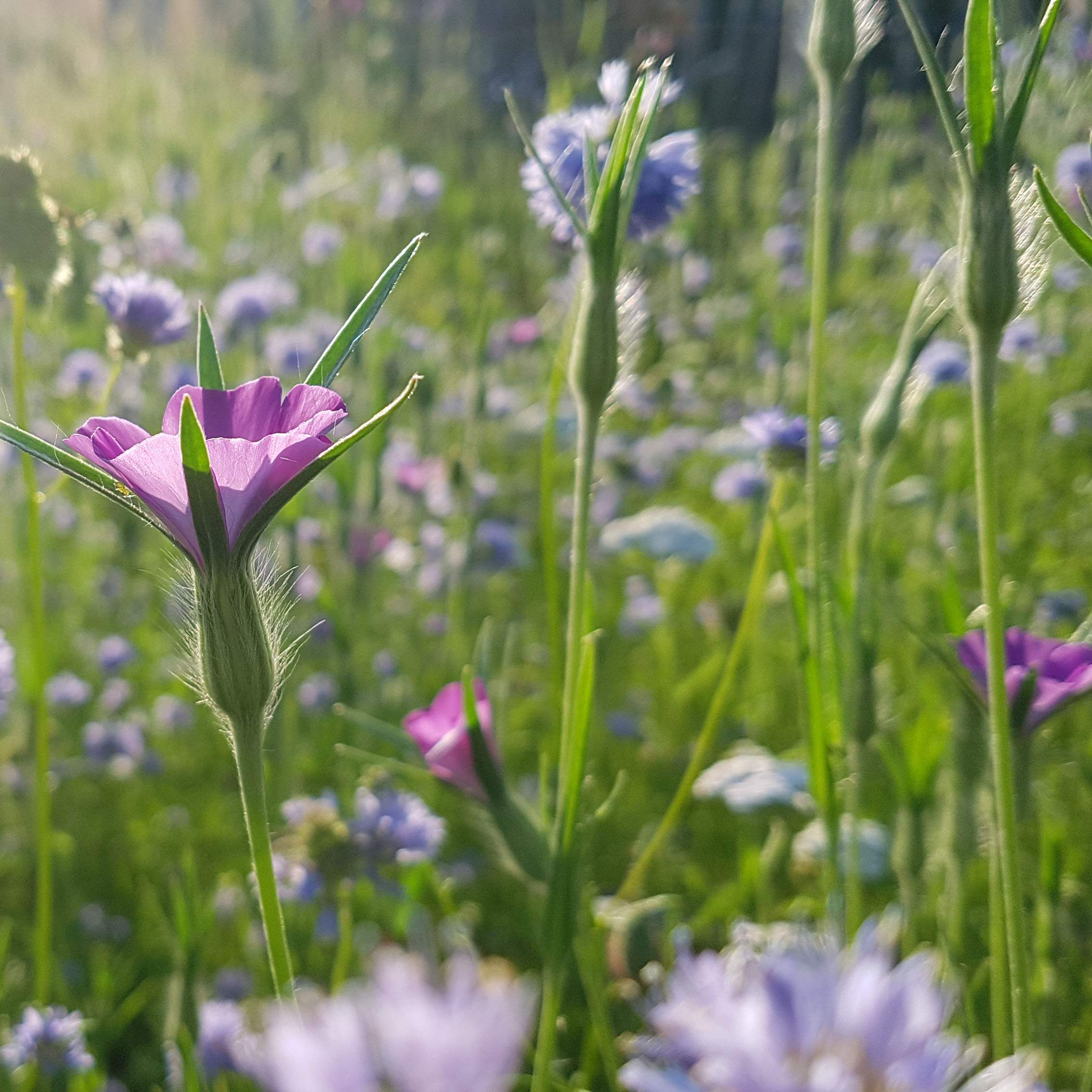 Plukgeluk zaaipakket: je eigen oase van bloemen en vlinders in blauw en paars