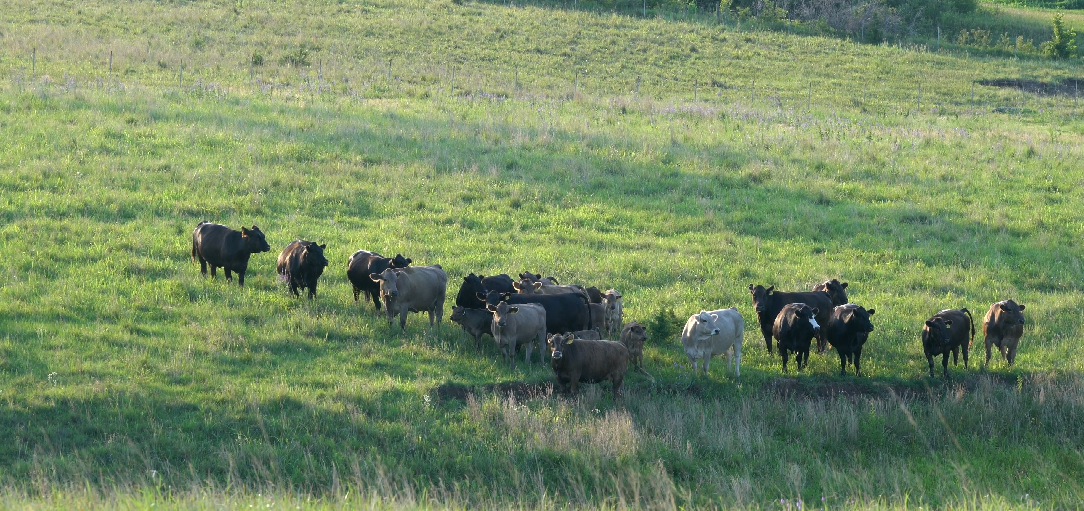 Home Page [www.hiestermanfarms.com]