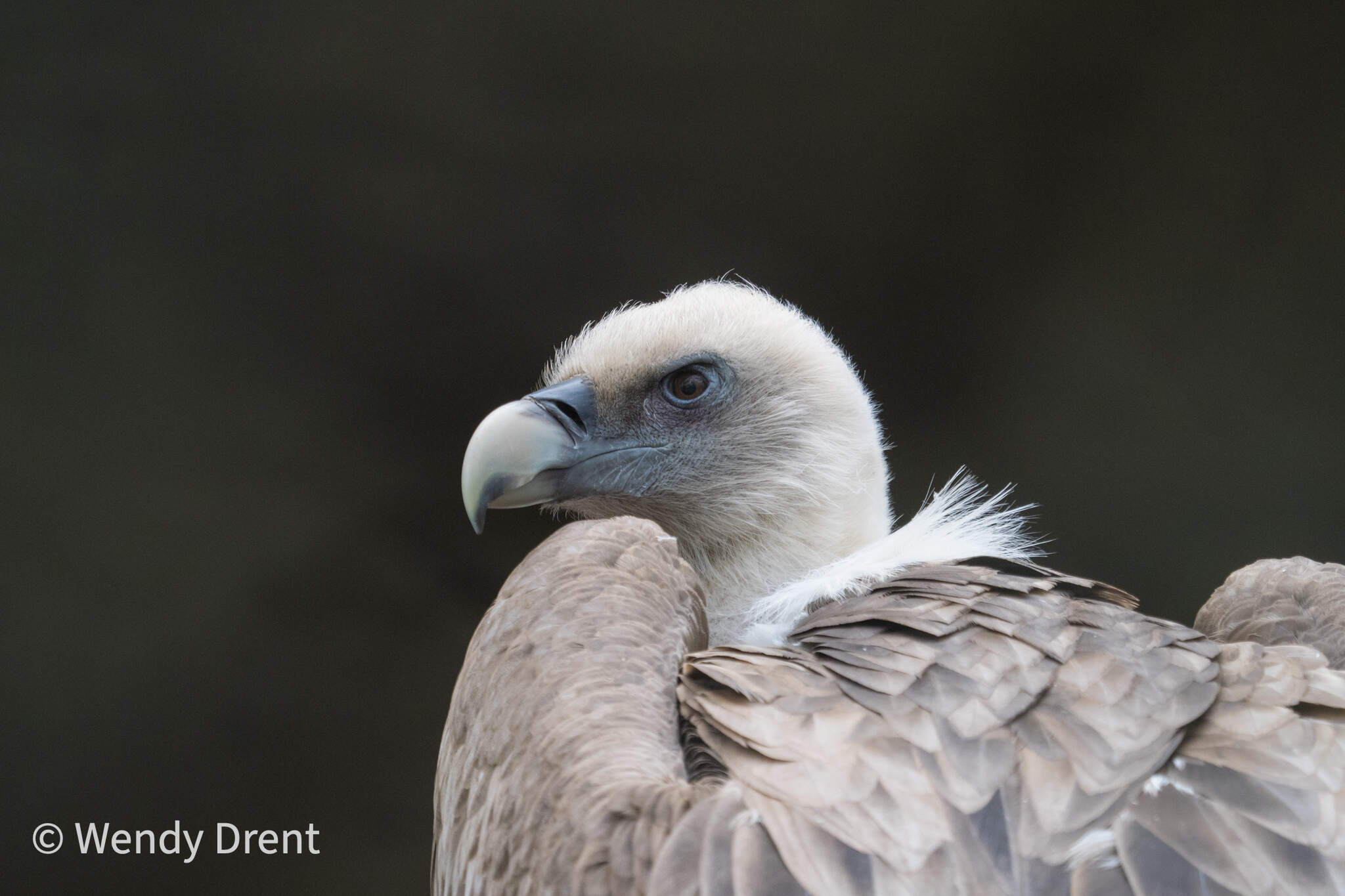 griffon vulture, vale gier, wendy drent, birds, wendydrent.com