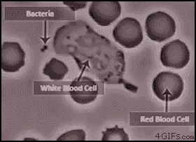 White blood cell chases bacteria
