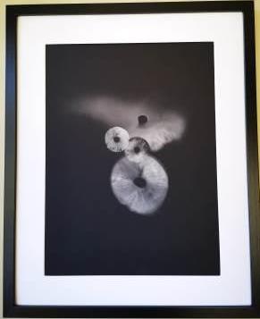 Fly Agaric & Blusher white spores on black in black frame.