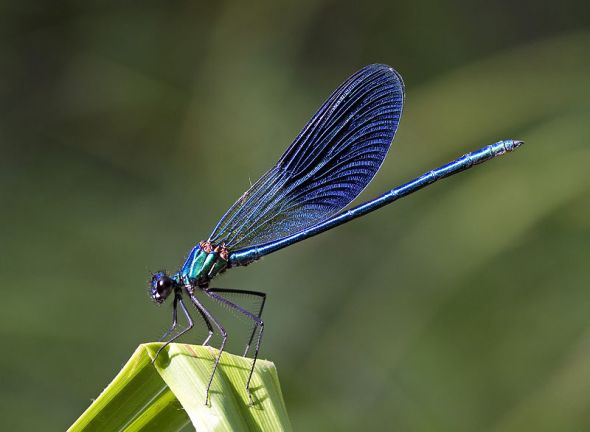 blue_damselfly_byjpg