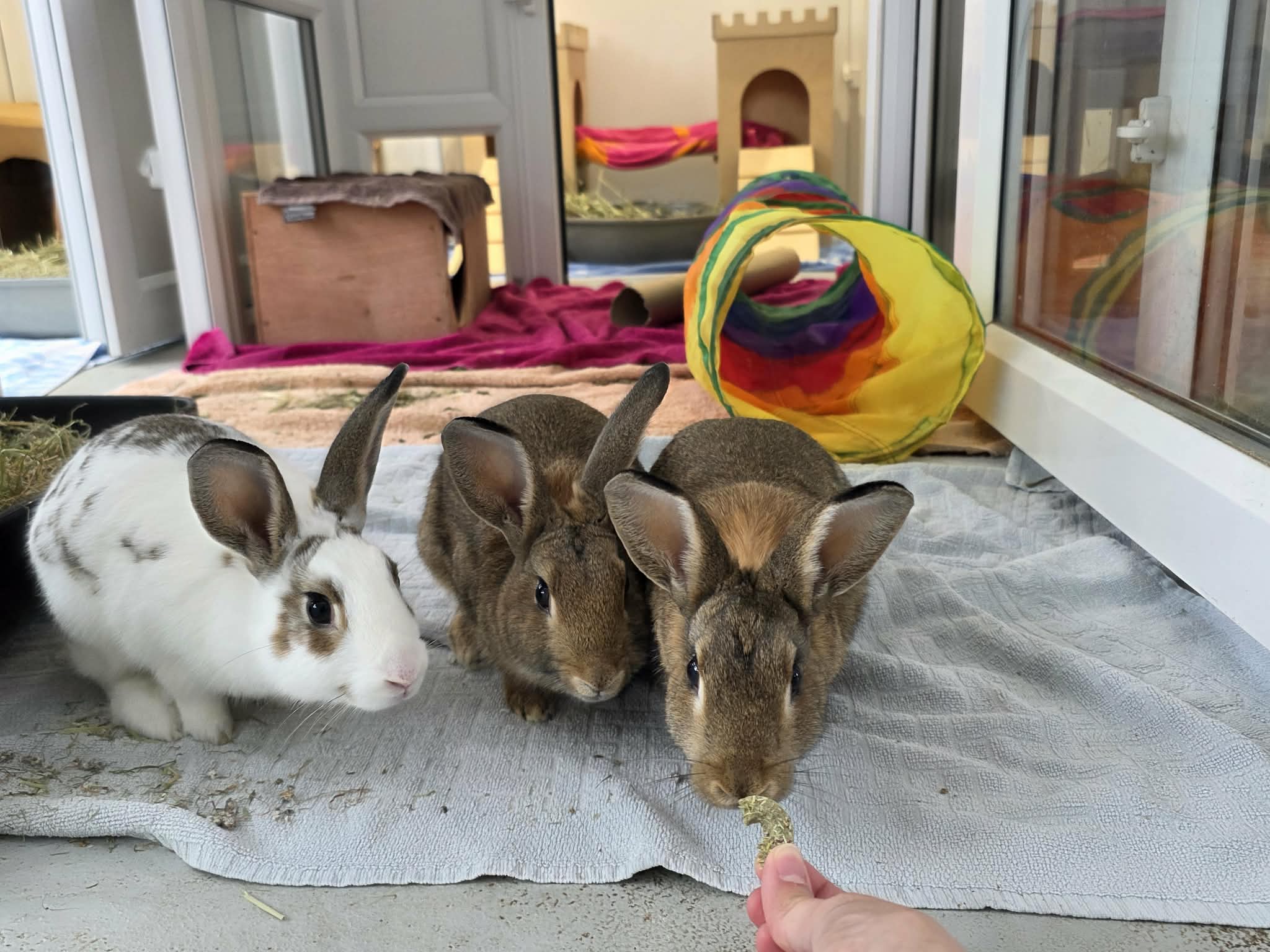 Fern & Fig & Raddish & Cactus & Orchid — photo 2