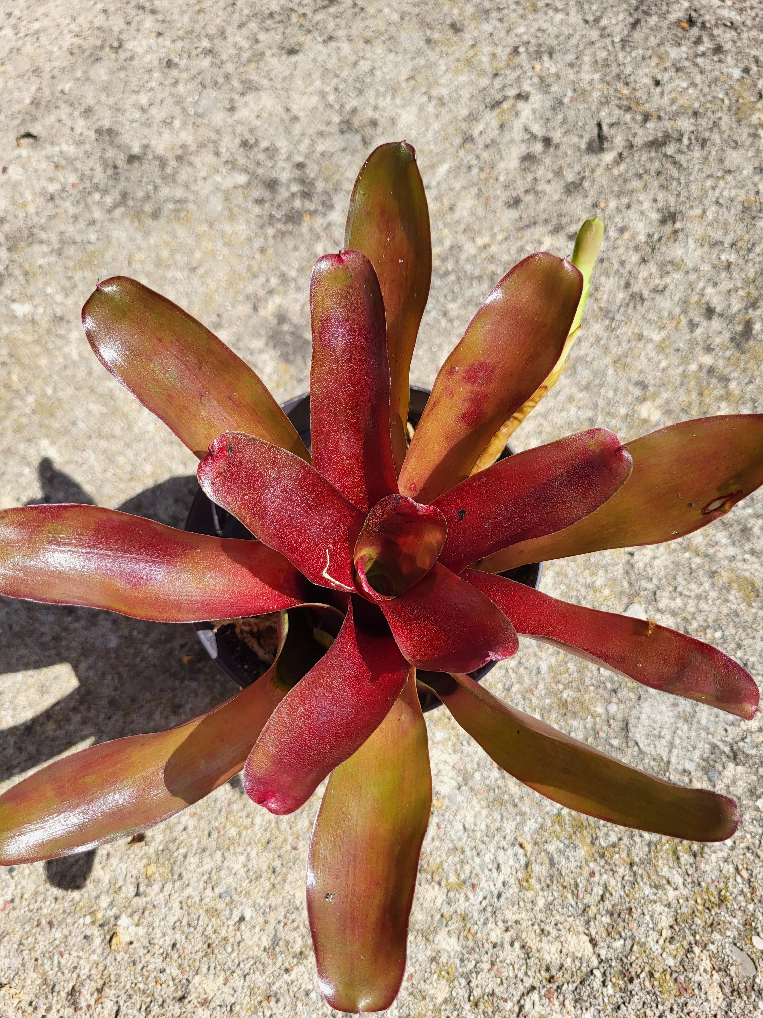 Neoregelia Fireball red