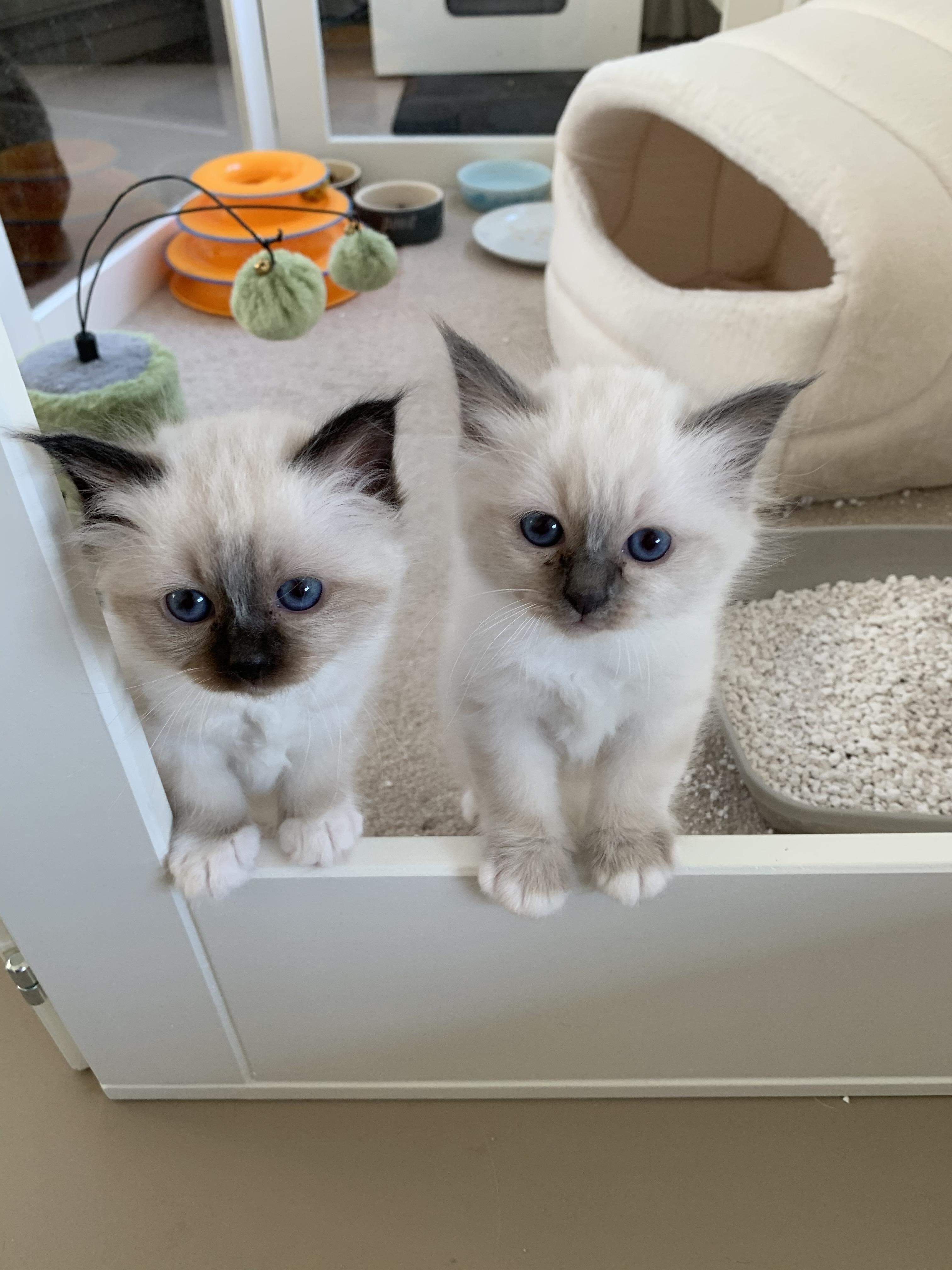 Kittens verhuisd