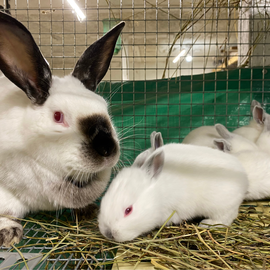 Californian rabbit with black markings and her babies