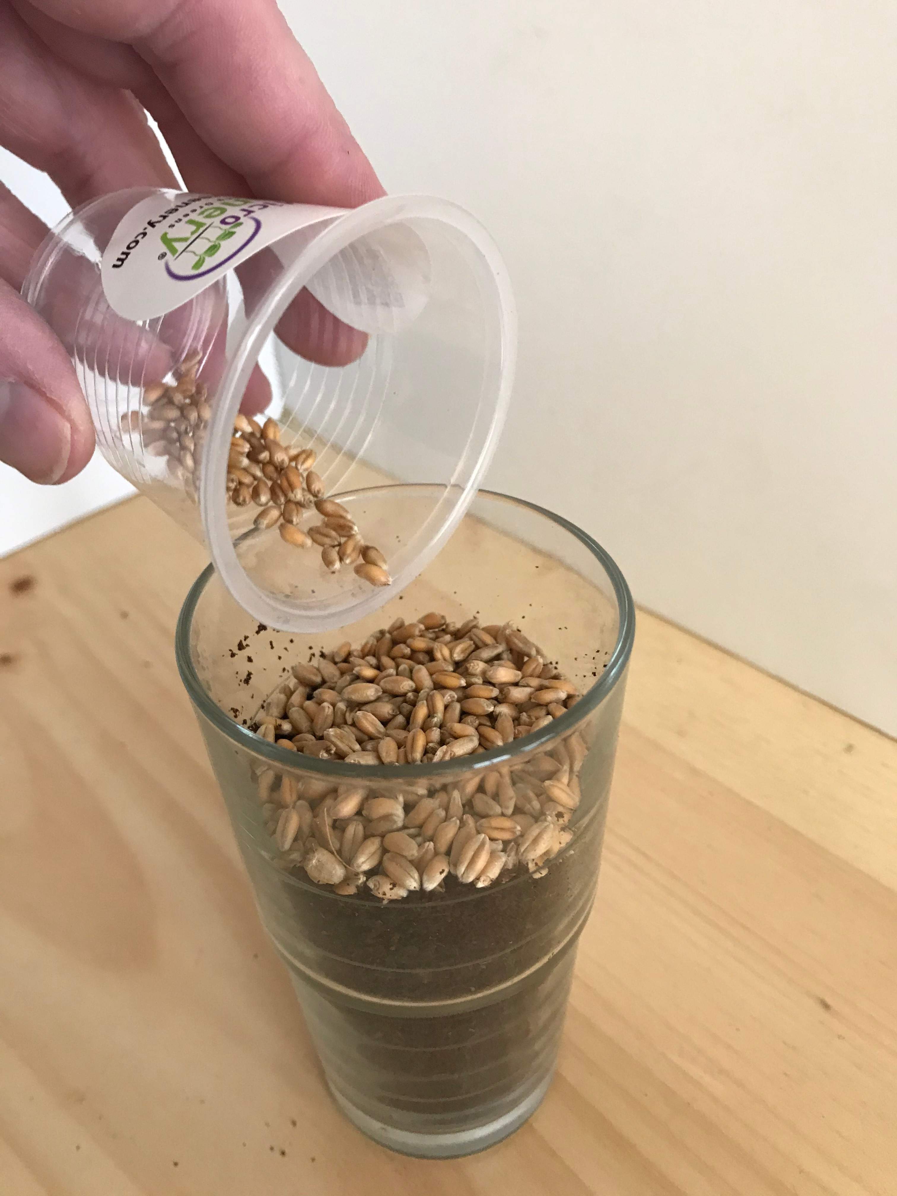 Pour seeds on top of fiber