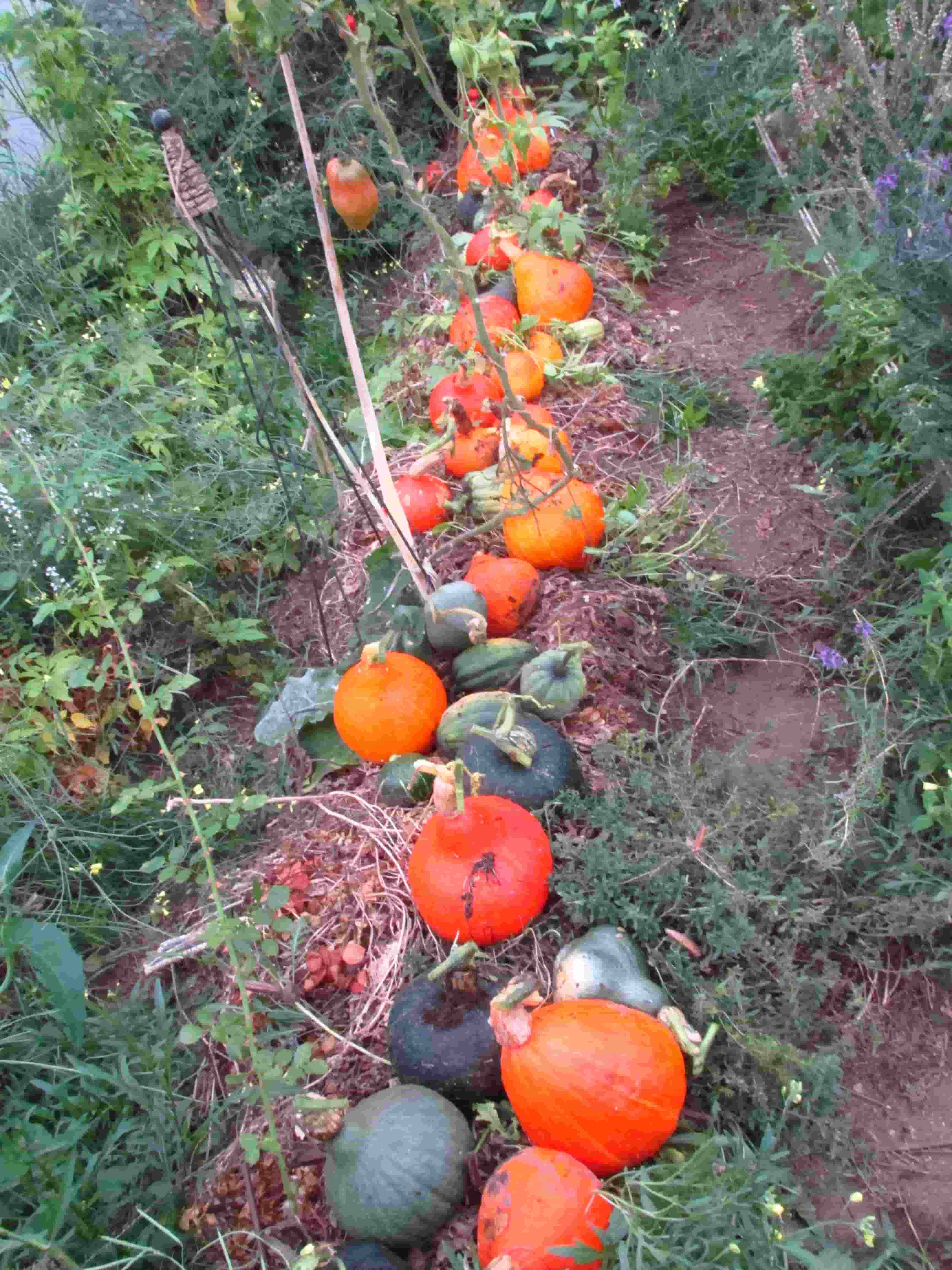 Can squash or courgettes be toxic?