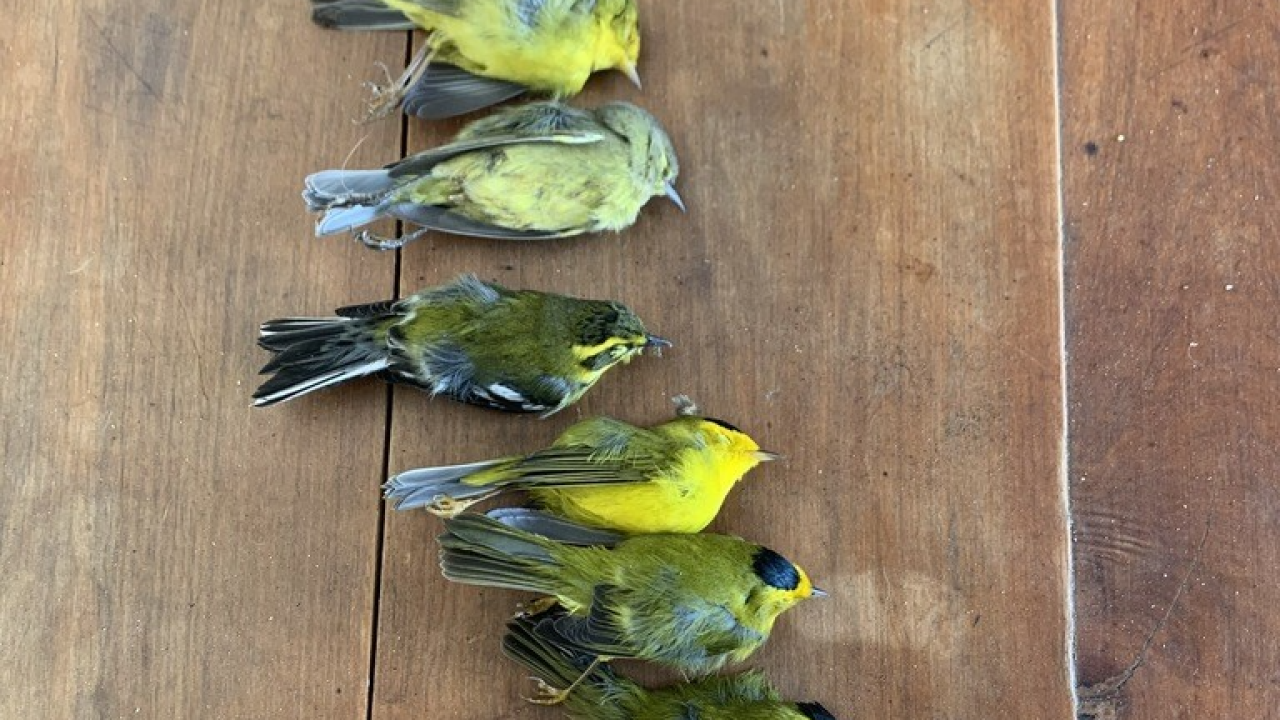 Study: Mass bird deaths in Colorado due to toxic gases from wildfires