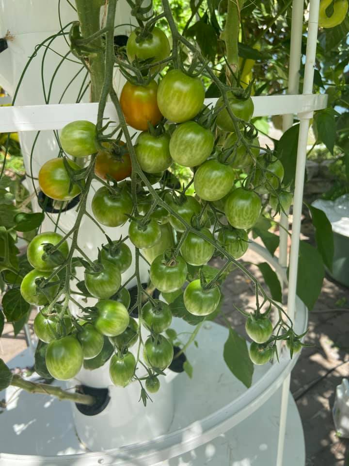 Tomatoes, tomatoes, and more tomatoes