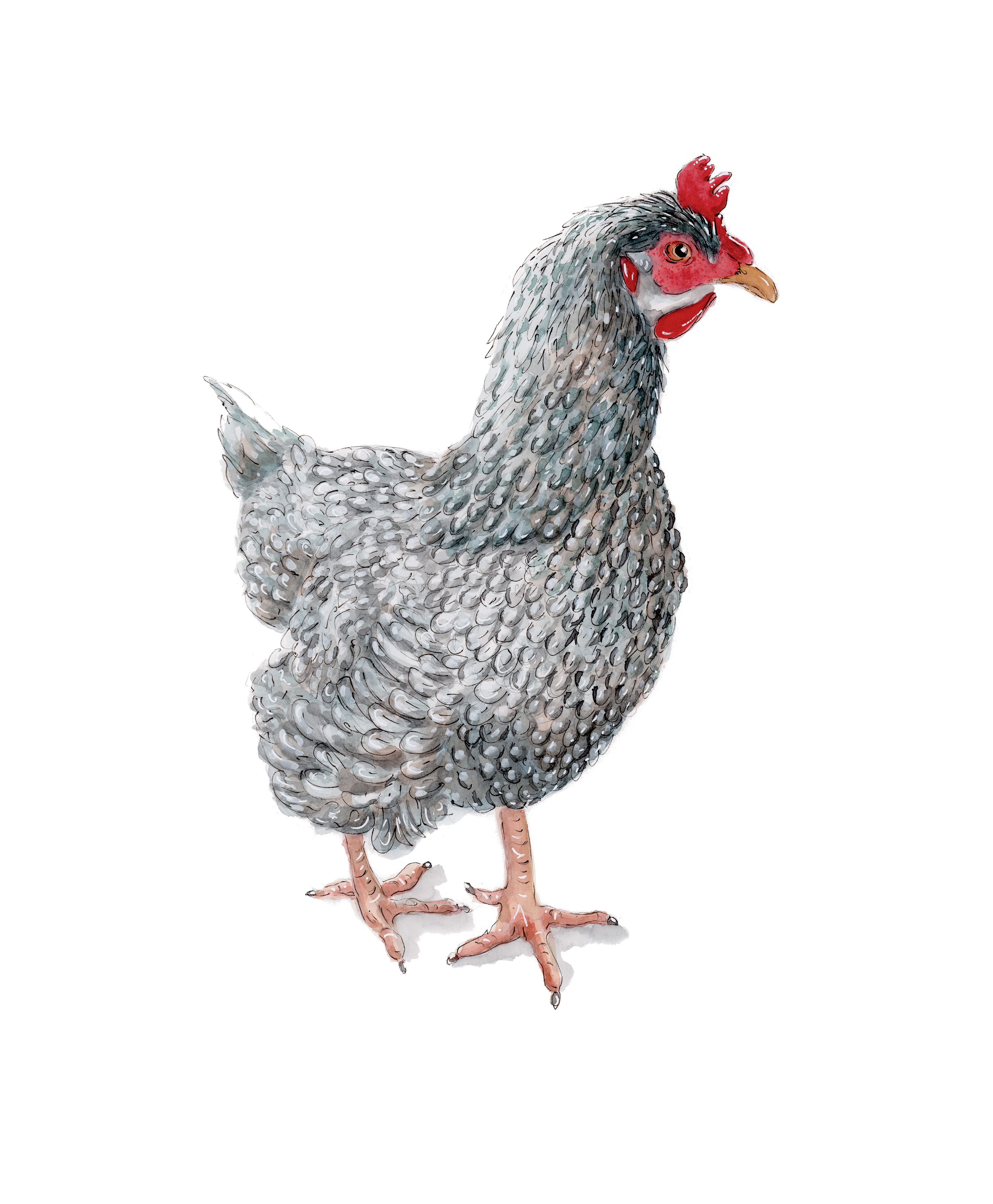 A Hen Called Walter