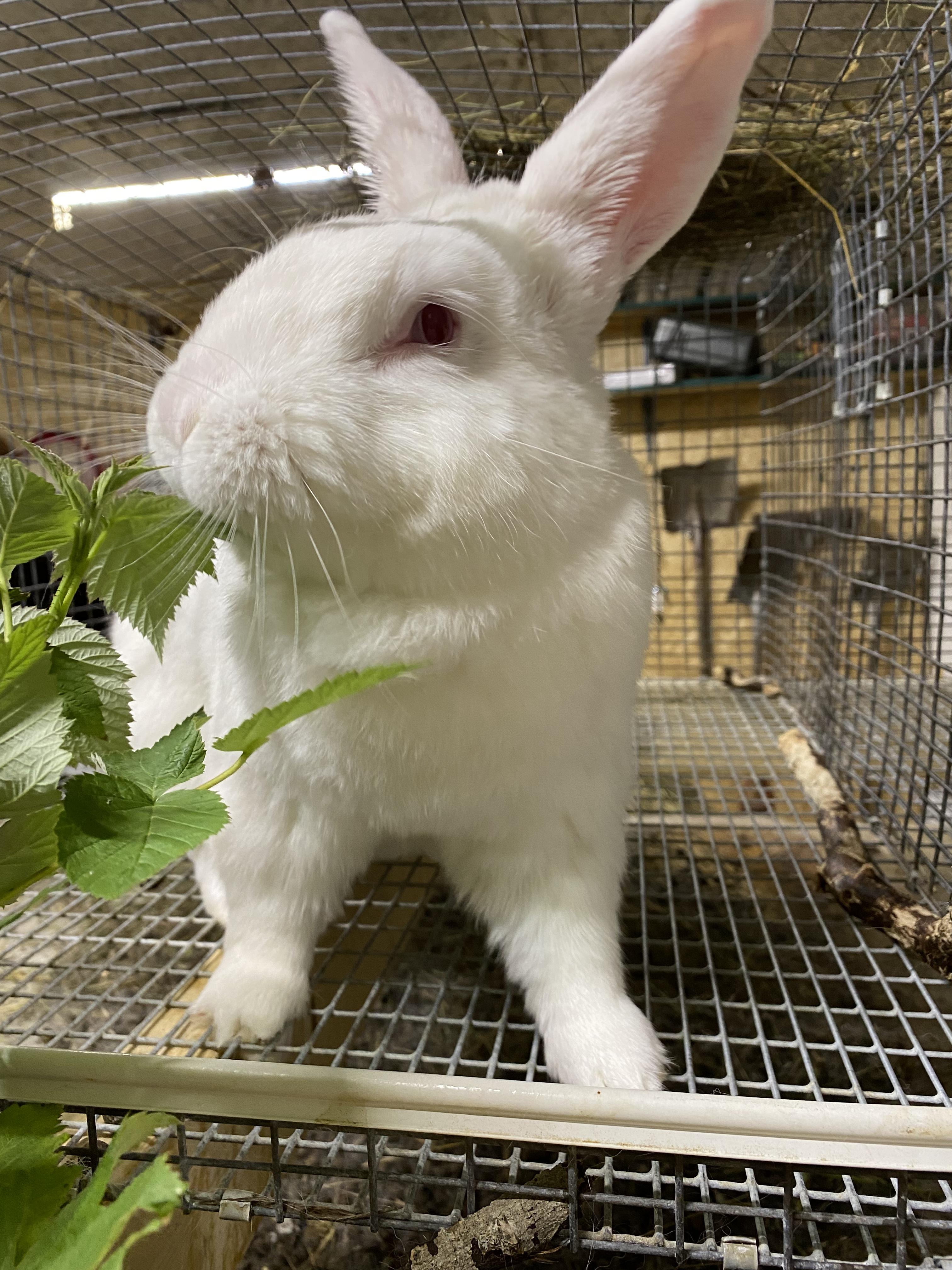 NZ white rabbit eating some greens