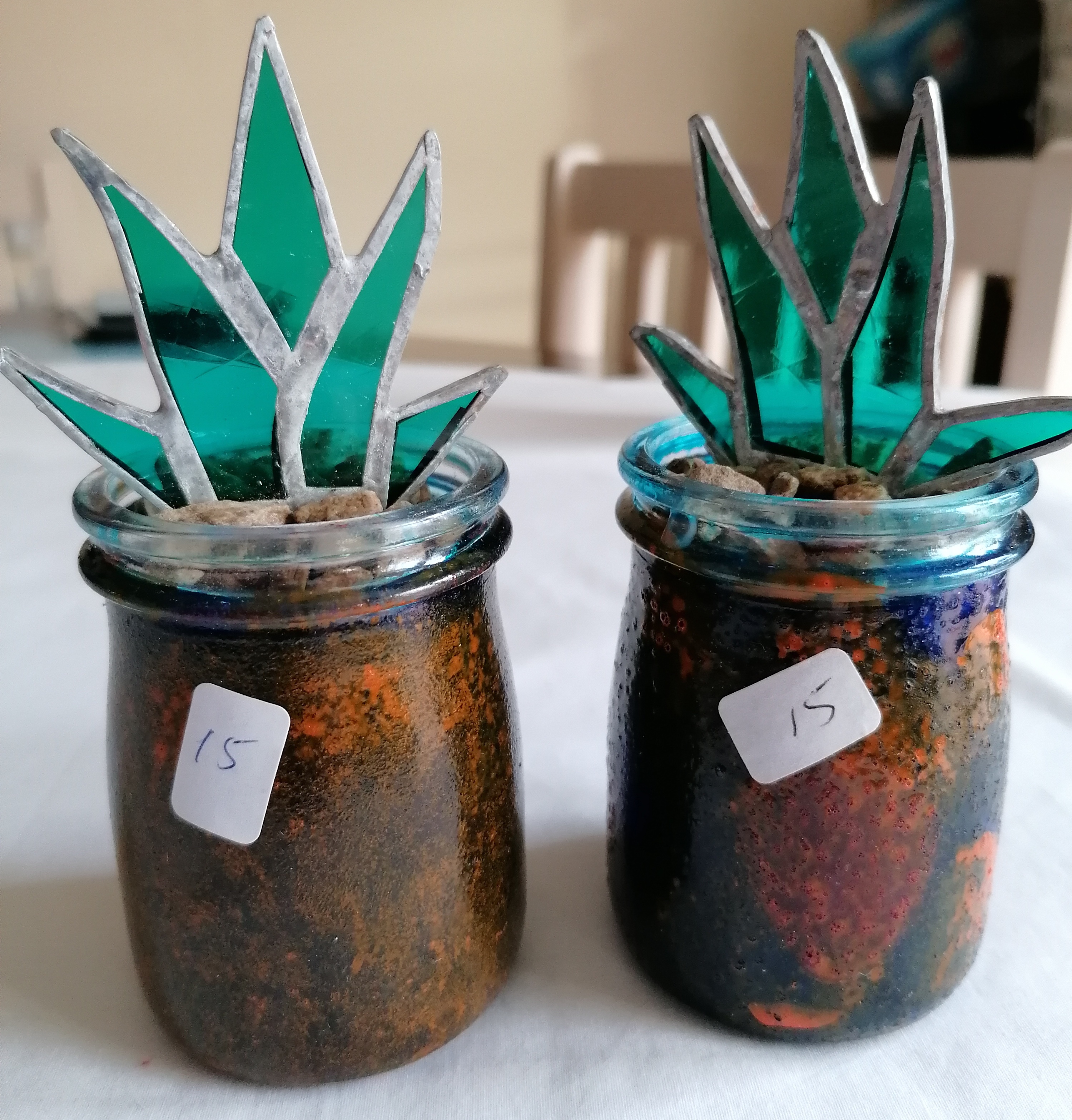 Small Agave plants
