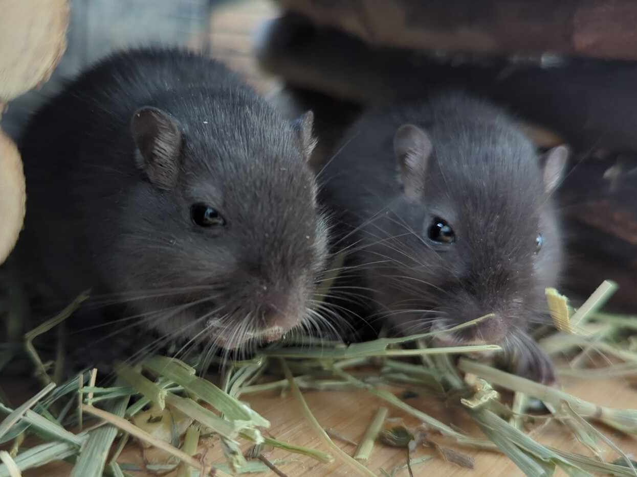 ELODIE & SOPHIA - GERBILS