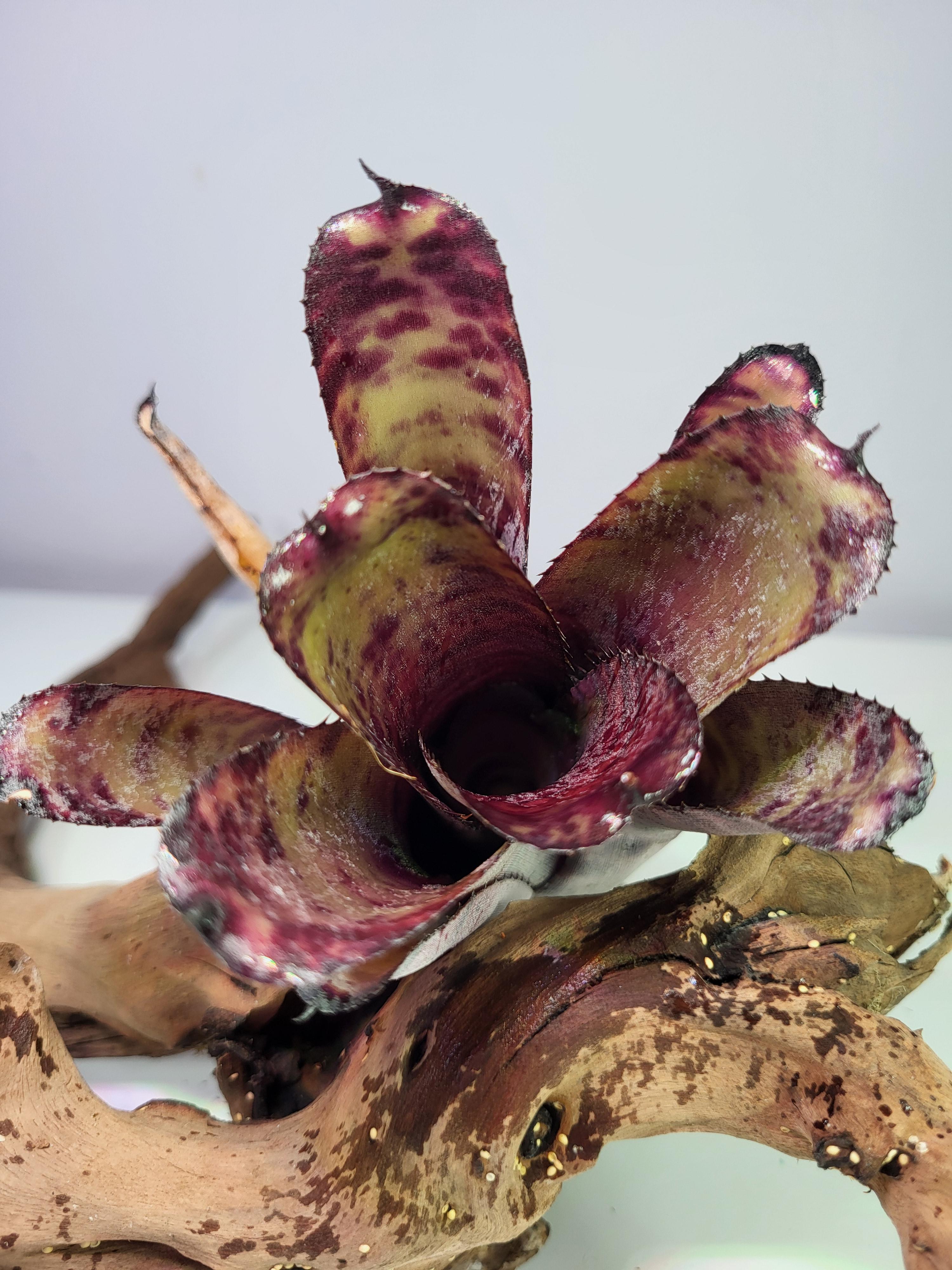 Neoregelia dungsiana x carch. Giant