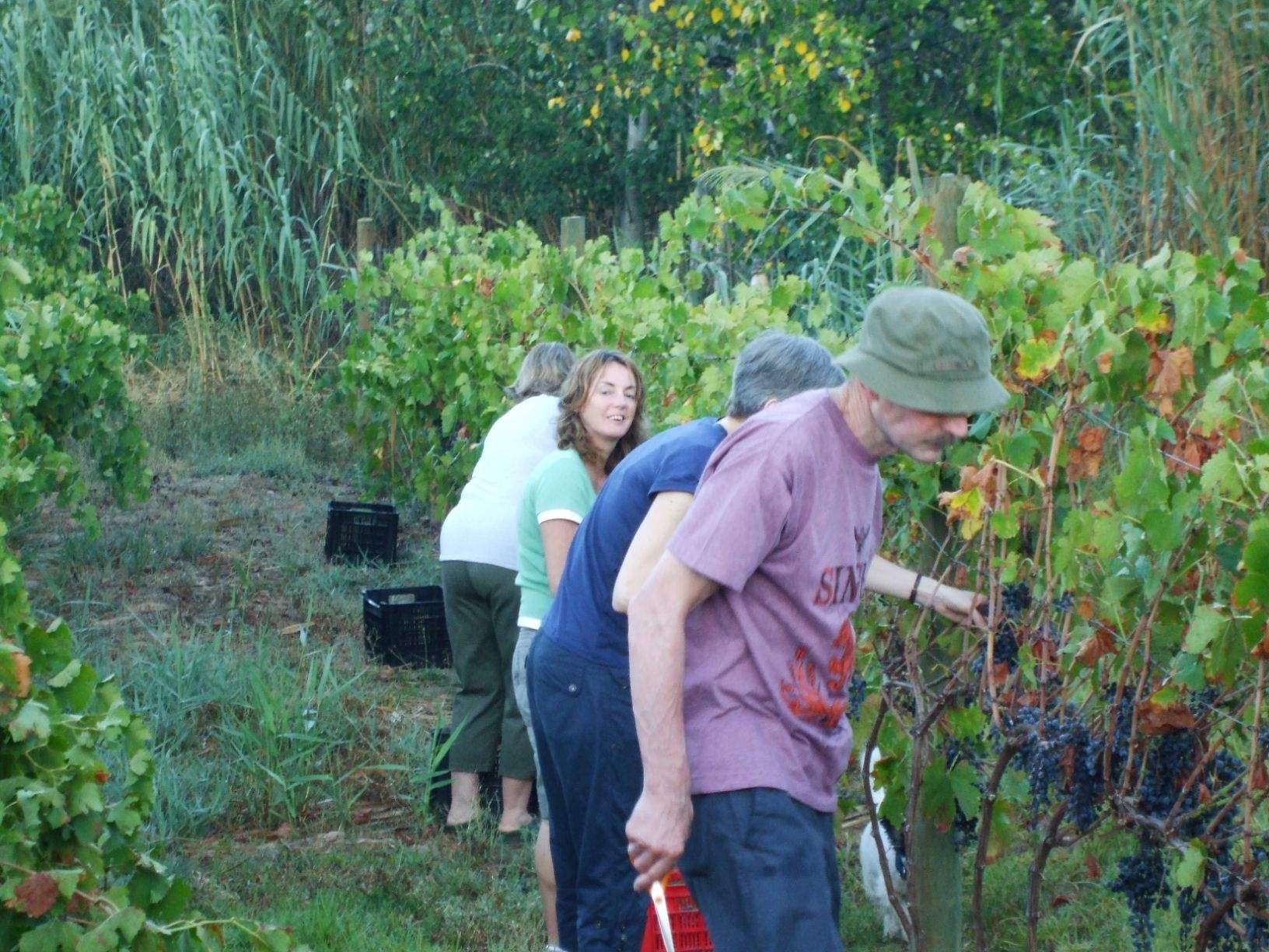 The grapes are hand picked in the cool early morning. Family & friends local & from Ireland  join in